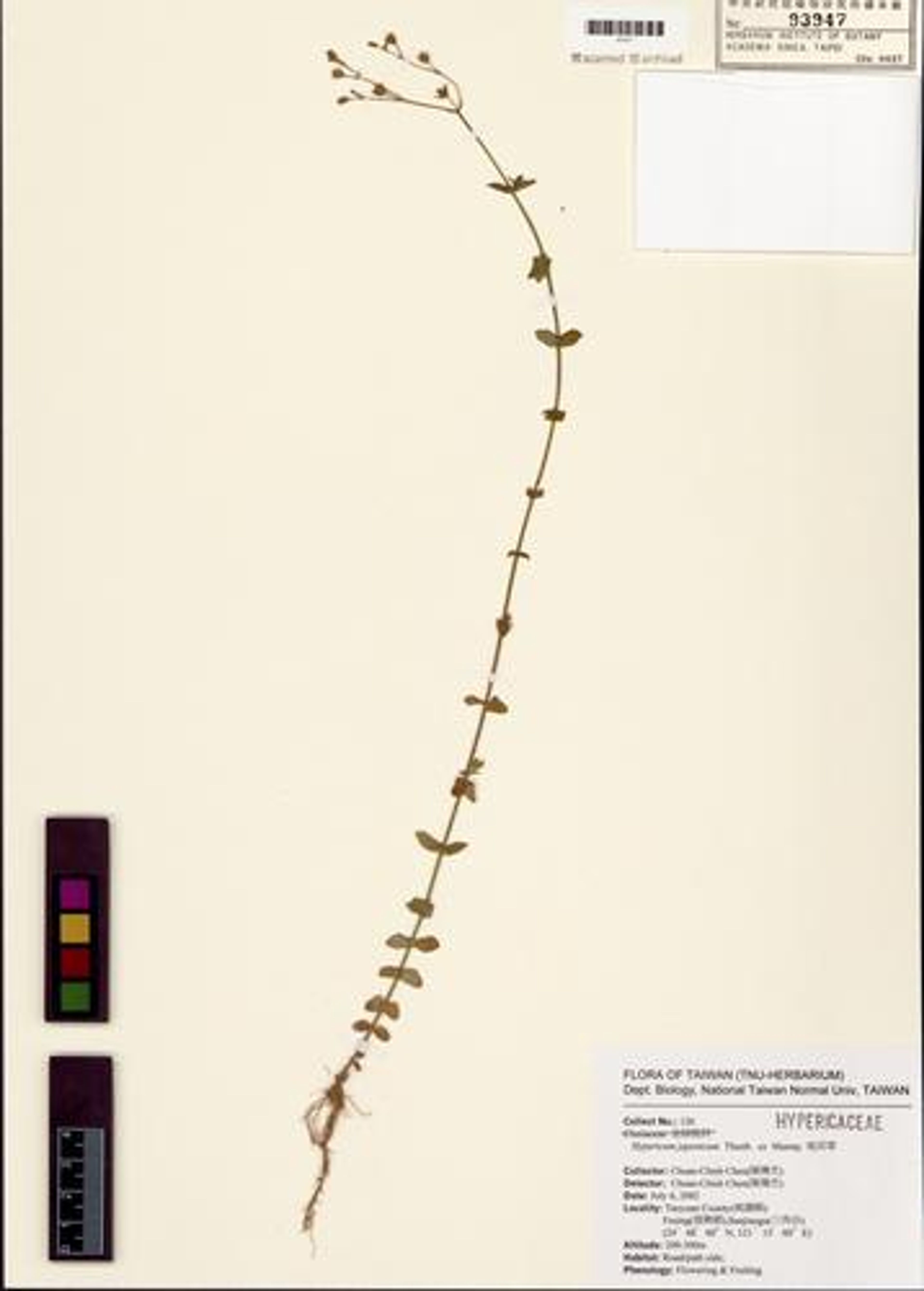 Hypericum japonicum - 73