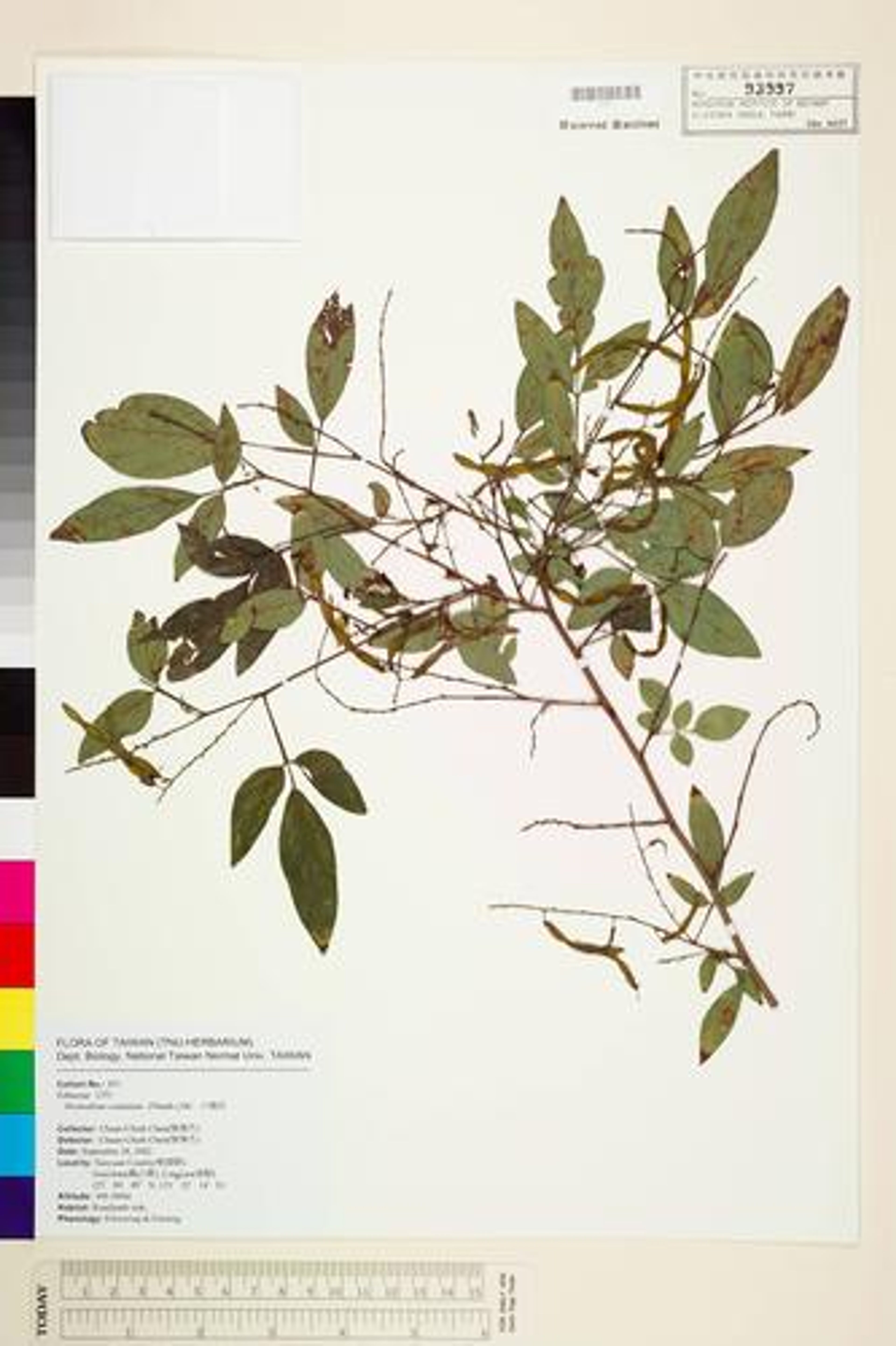 Desmodium caudatum - 65