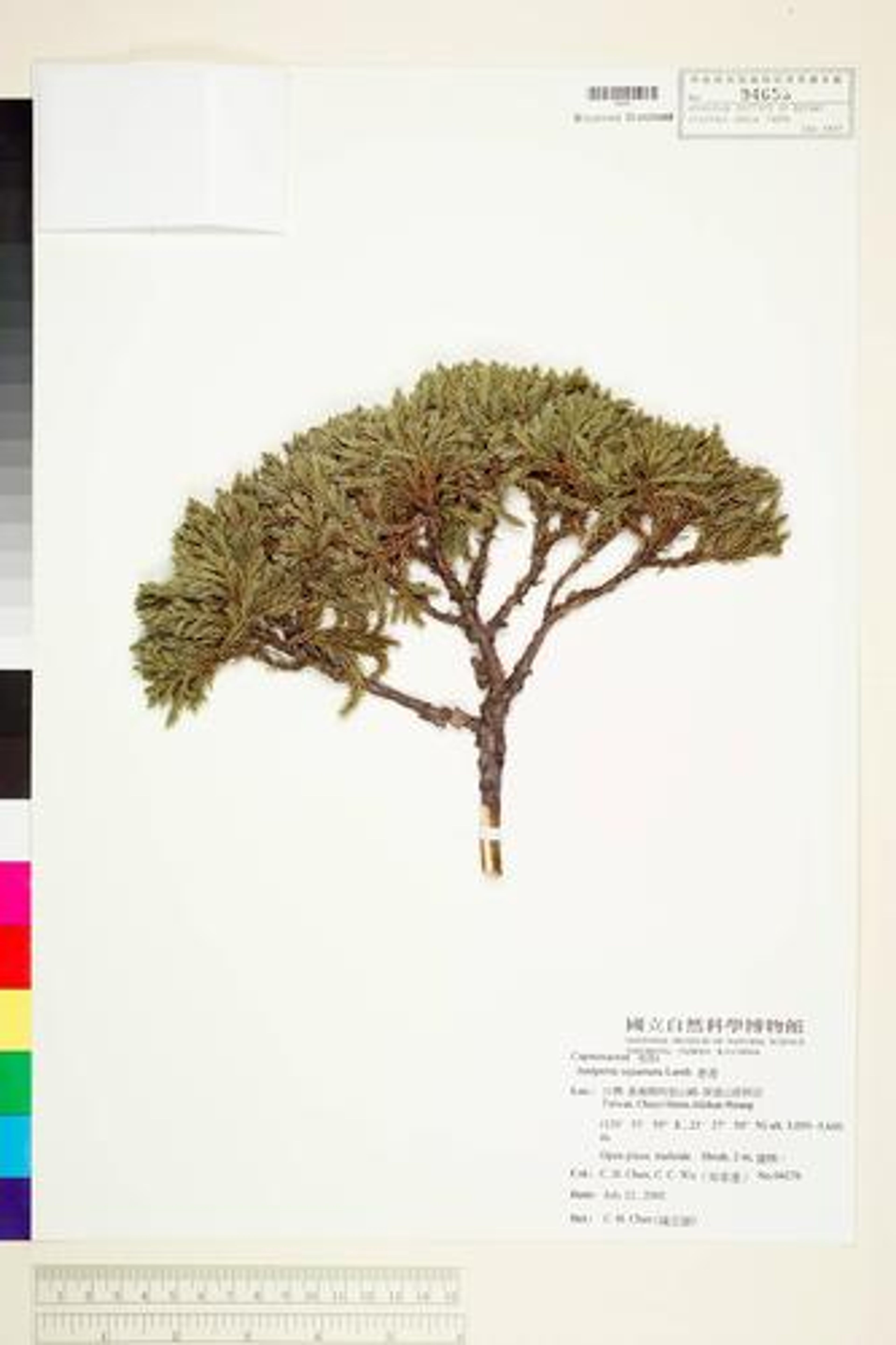 Juniperus squamata - 10