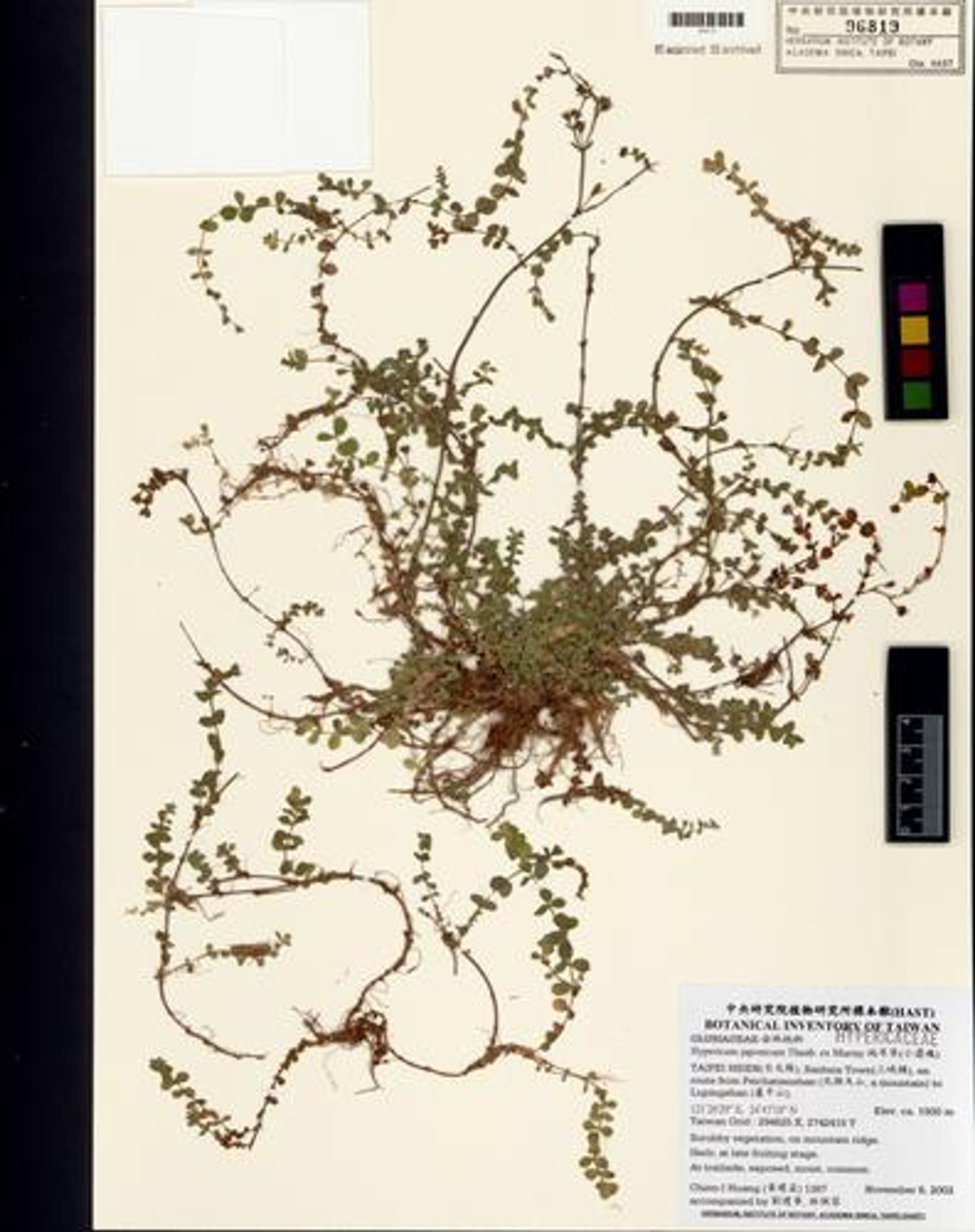 Hypericum japonicum - 63