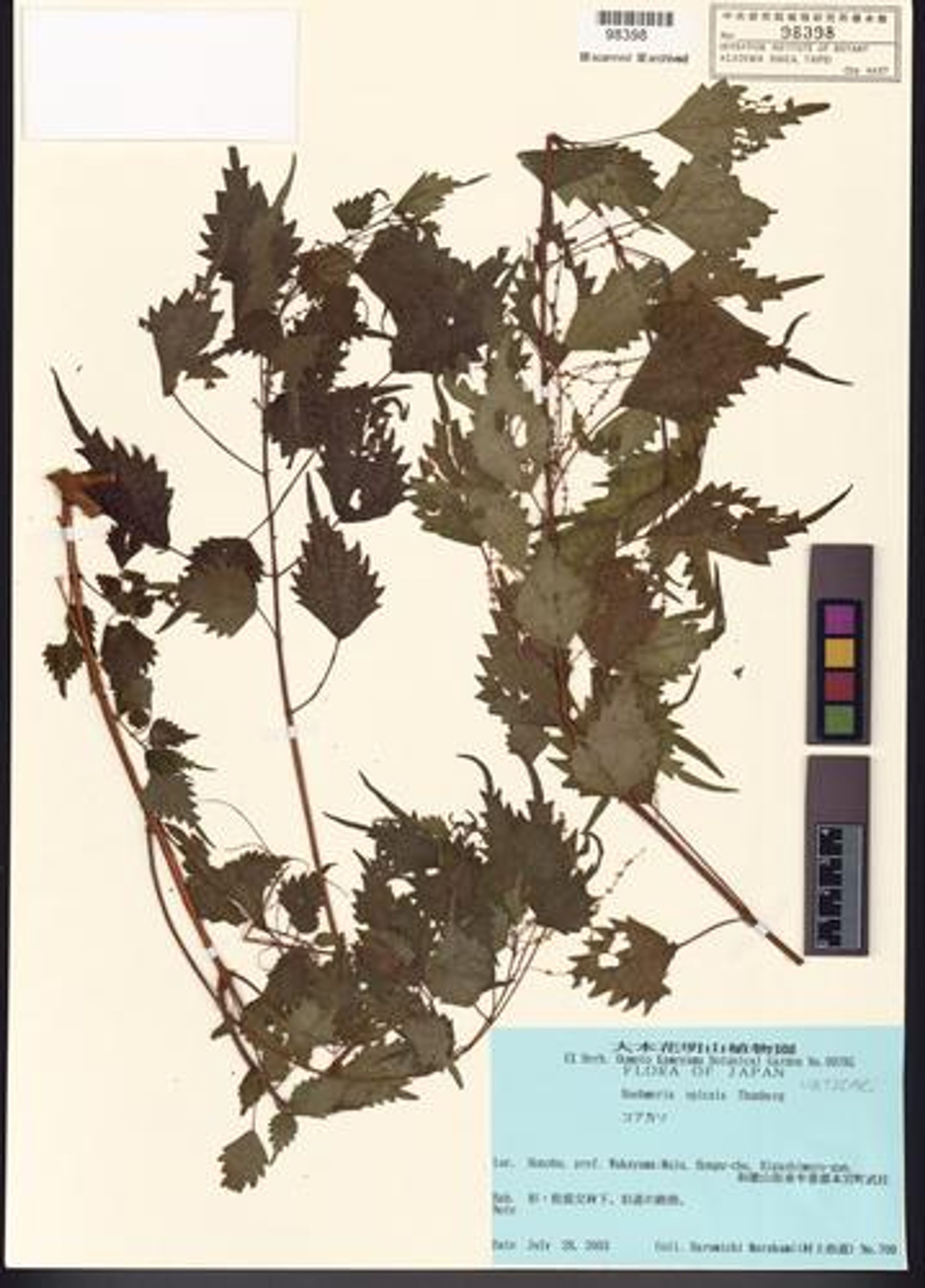 Boehmeria spicata - 14