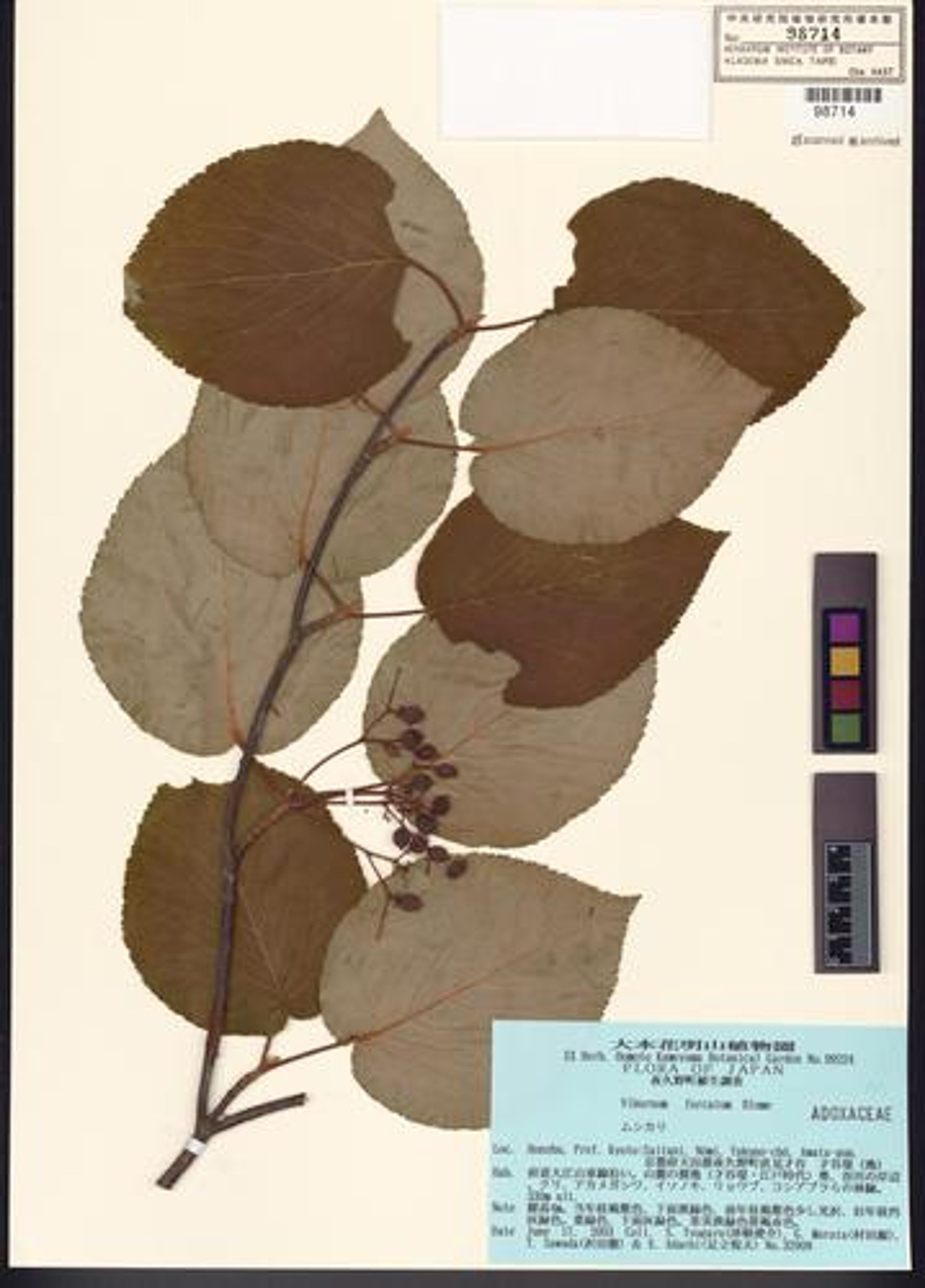 Viburnum furcatum - 51