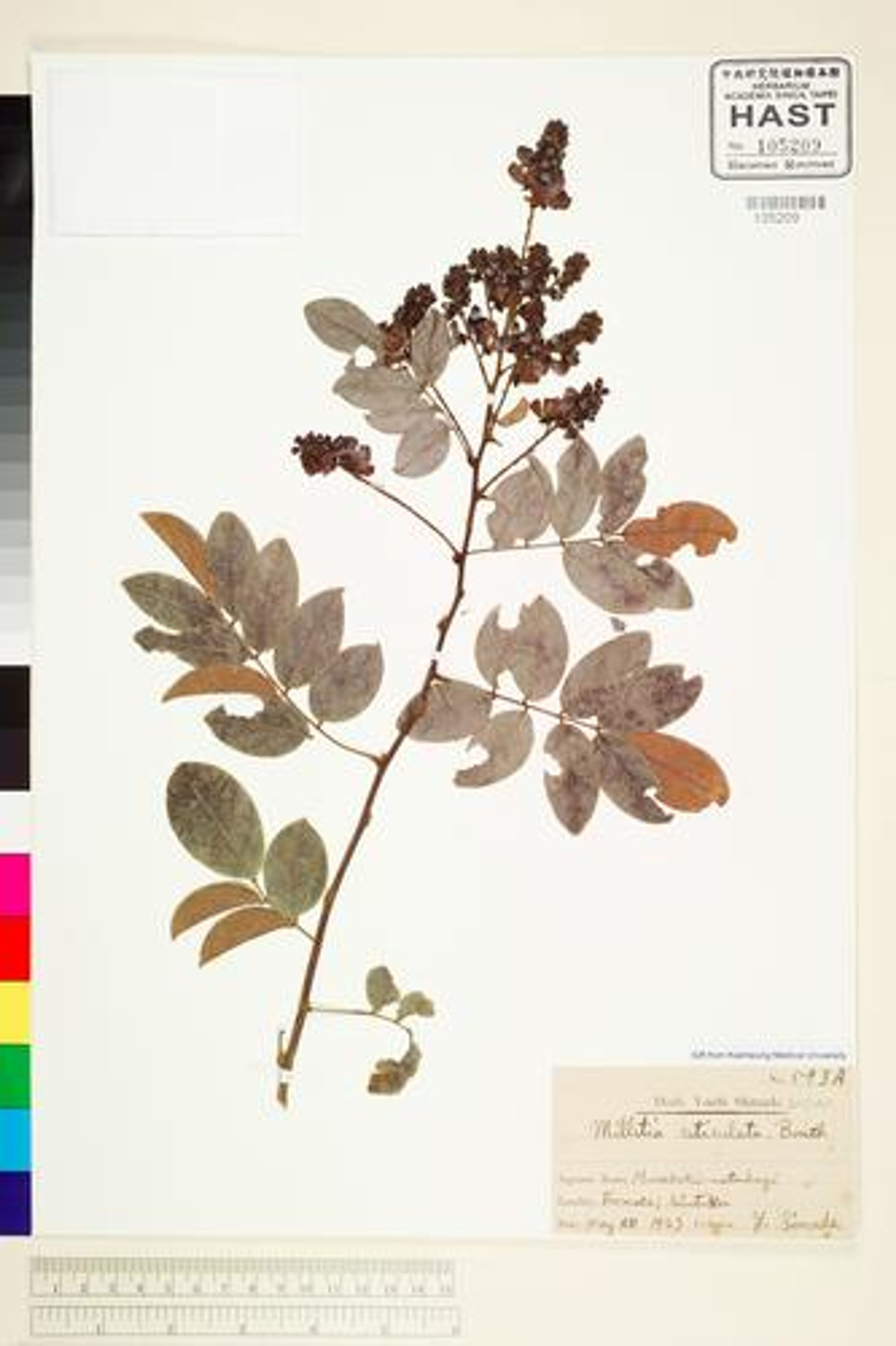 Millettia reticulata - 18