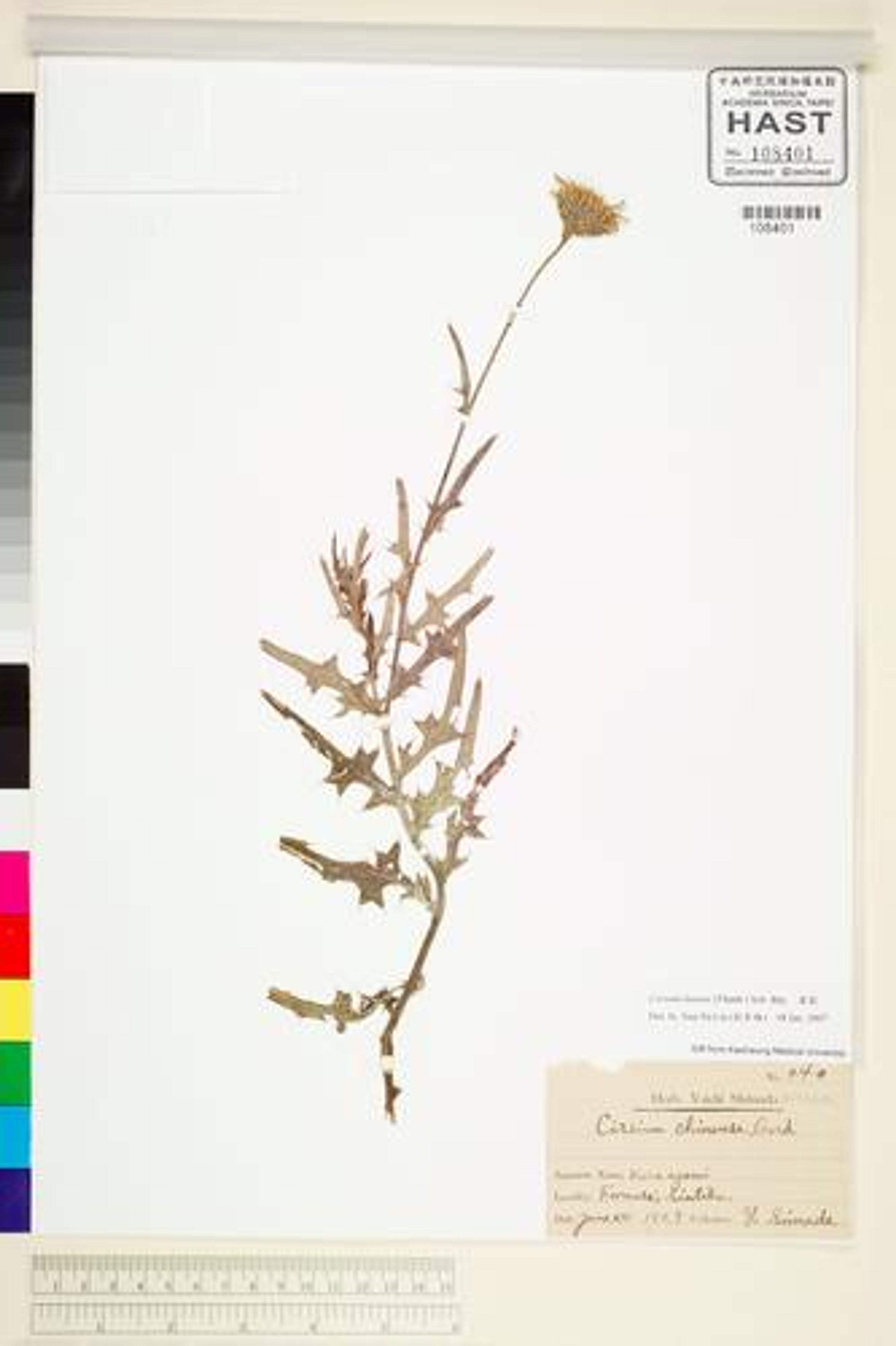 Cirsium lineare - 48