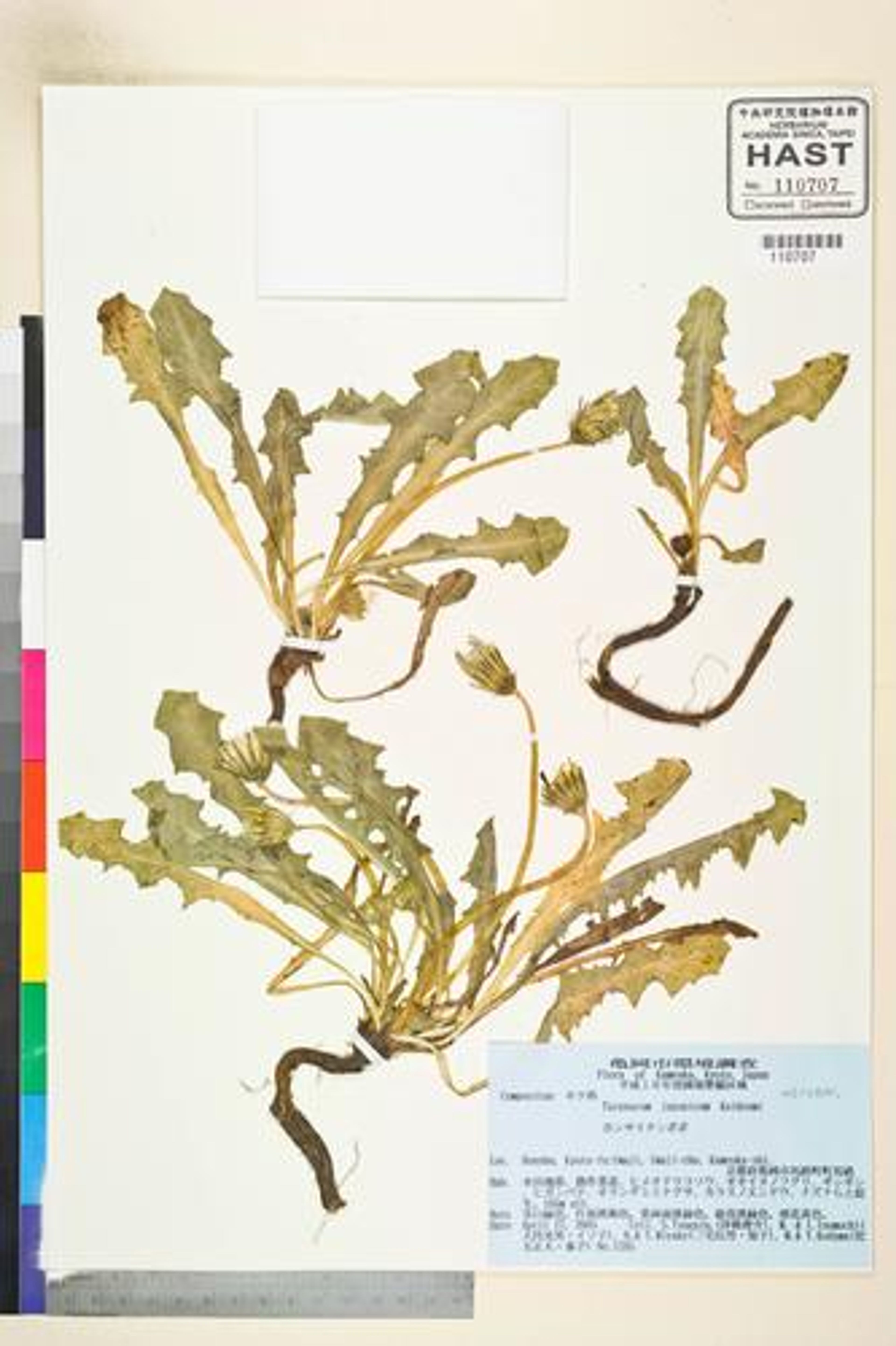 Taraxacum japonicum - 27