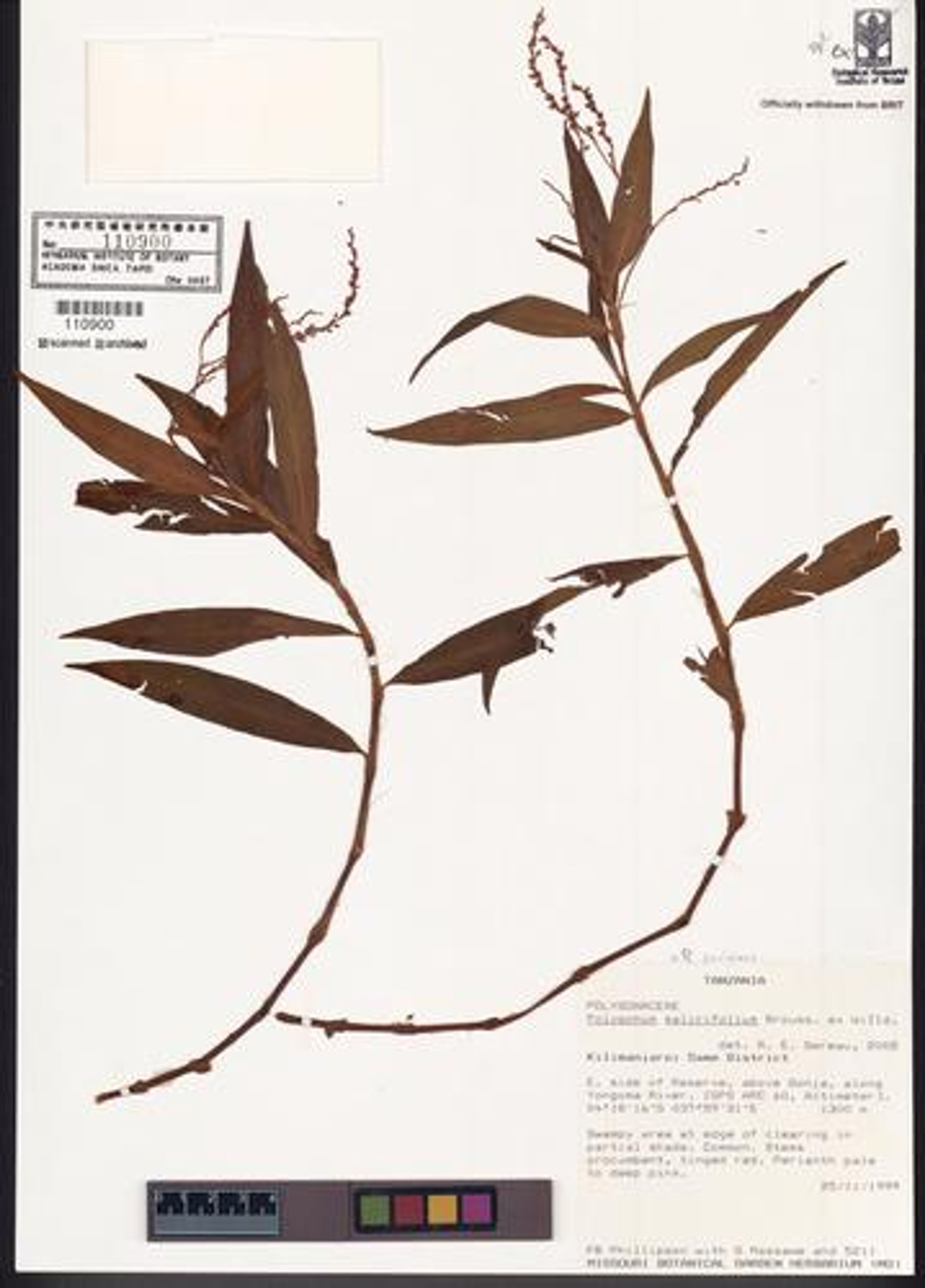 Polygonum salicifolium - 5