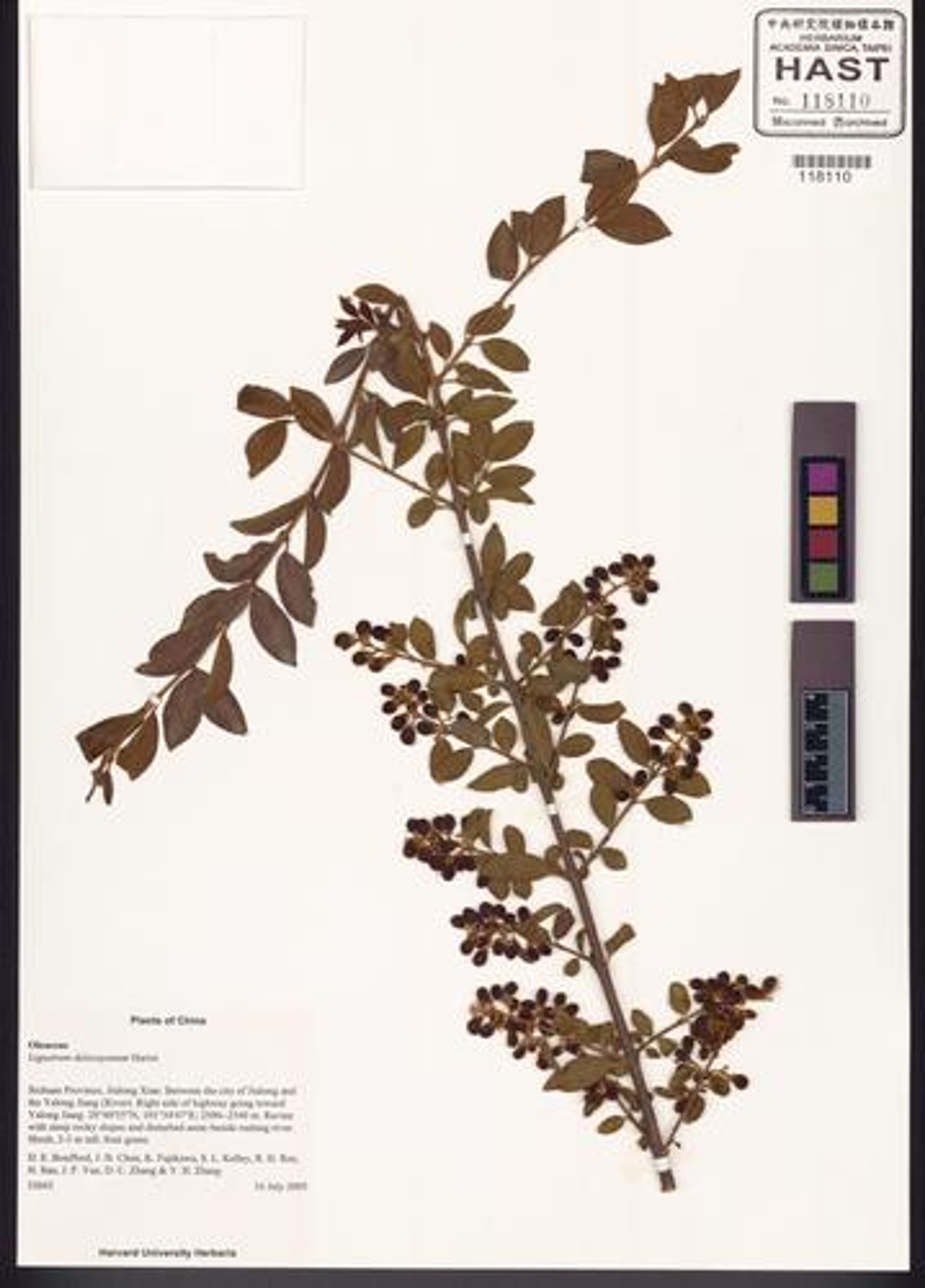 Ligustrum delavayanum - 13