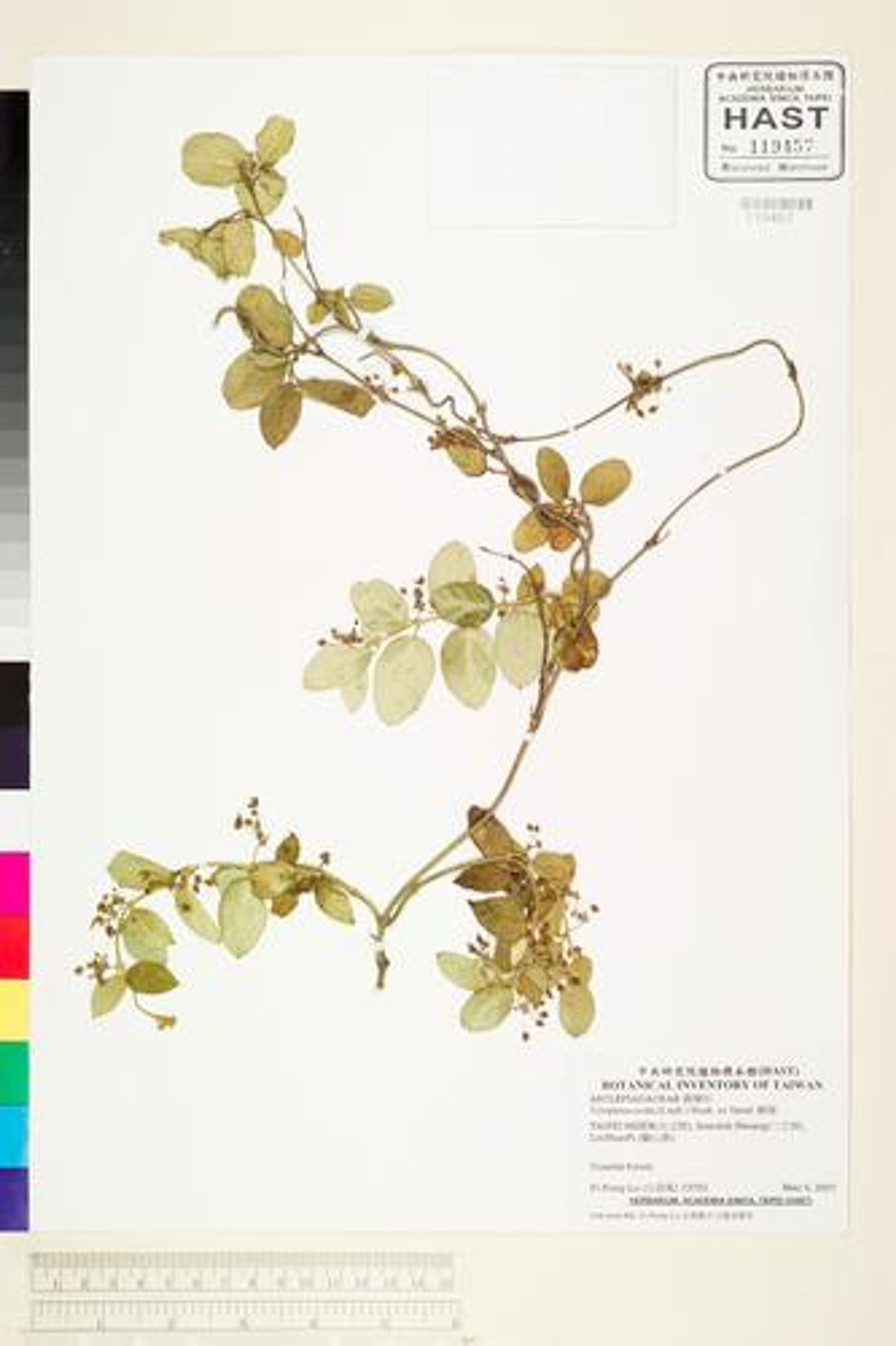 Tylophora ovata - 33