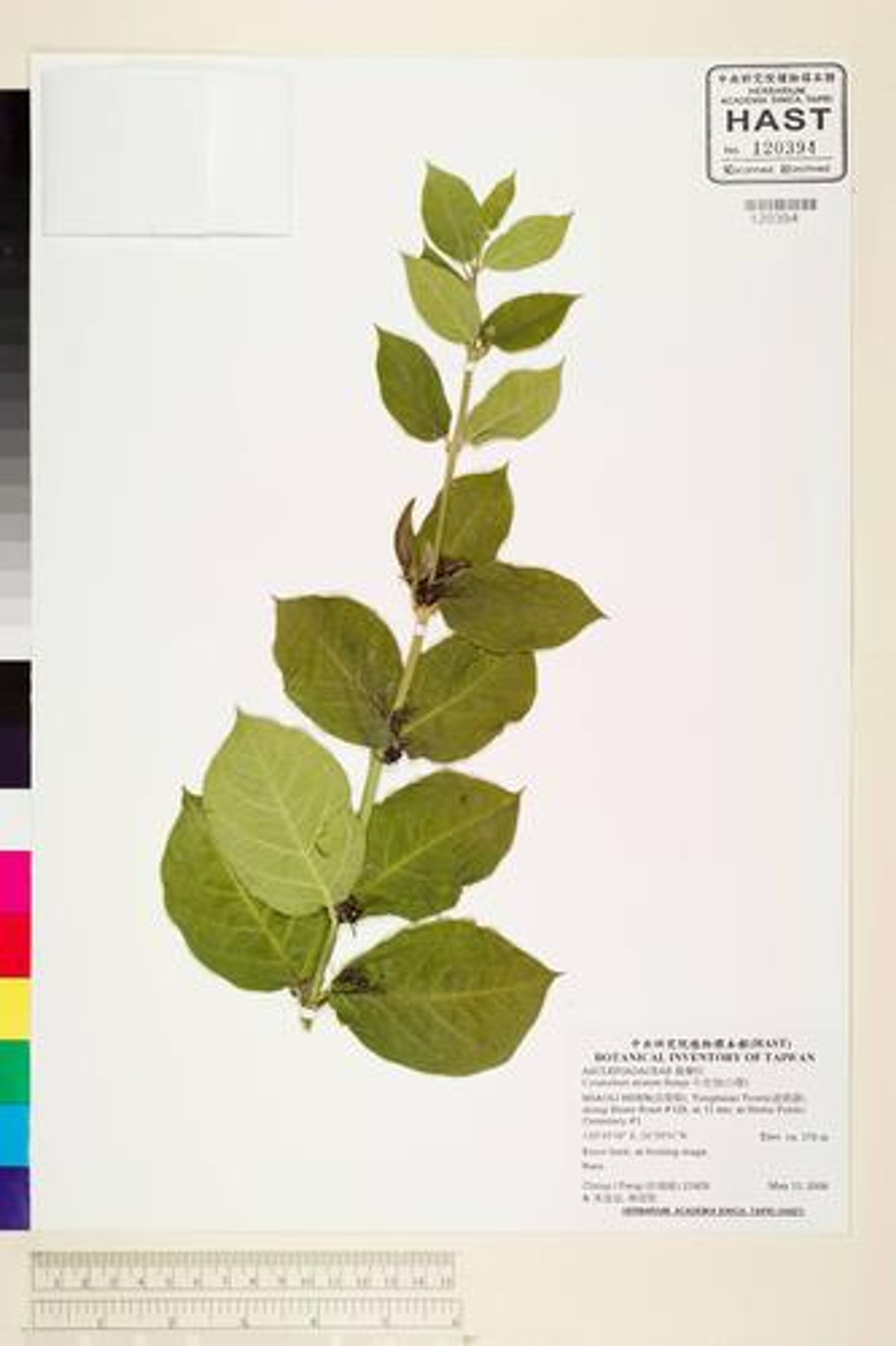 Cynanchum atratum - 10