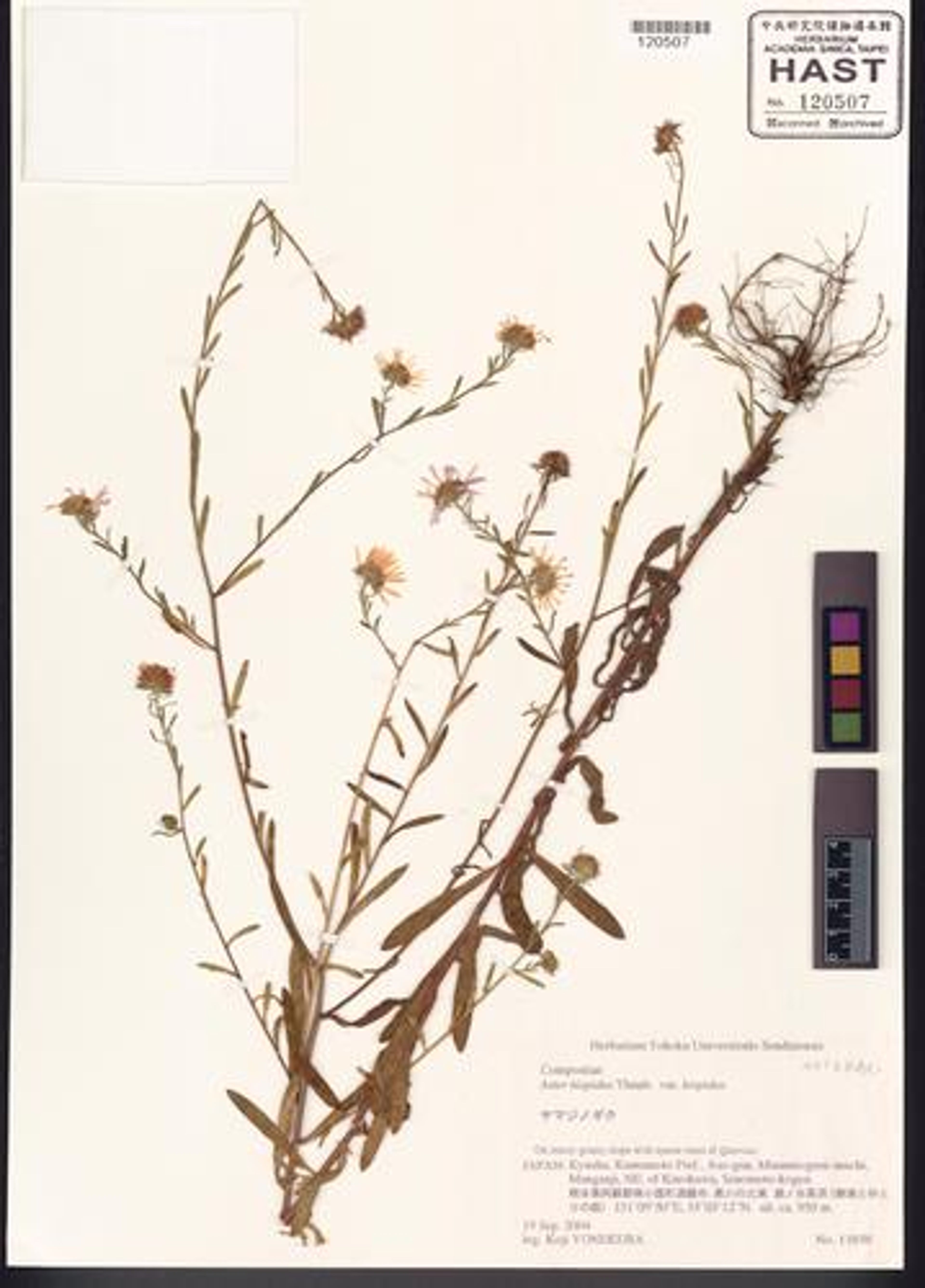 Heteropappus hispidus - 65