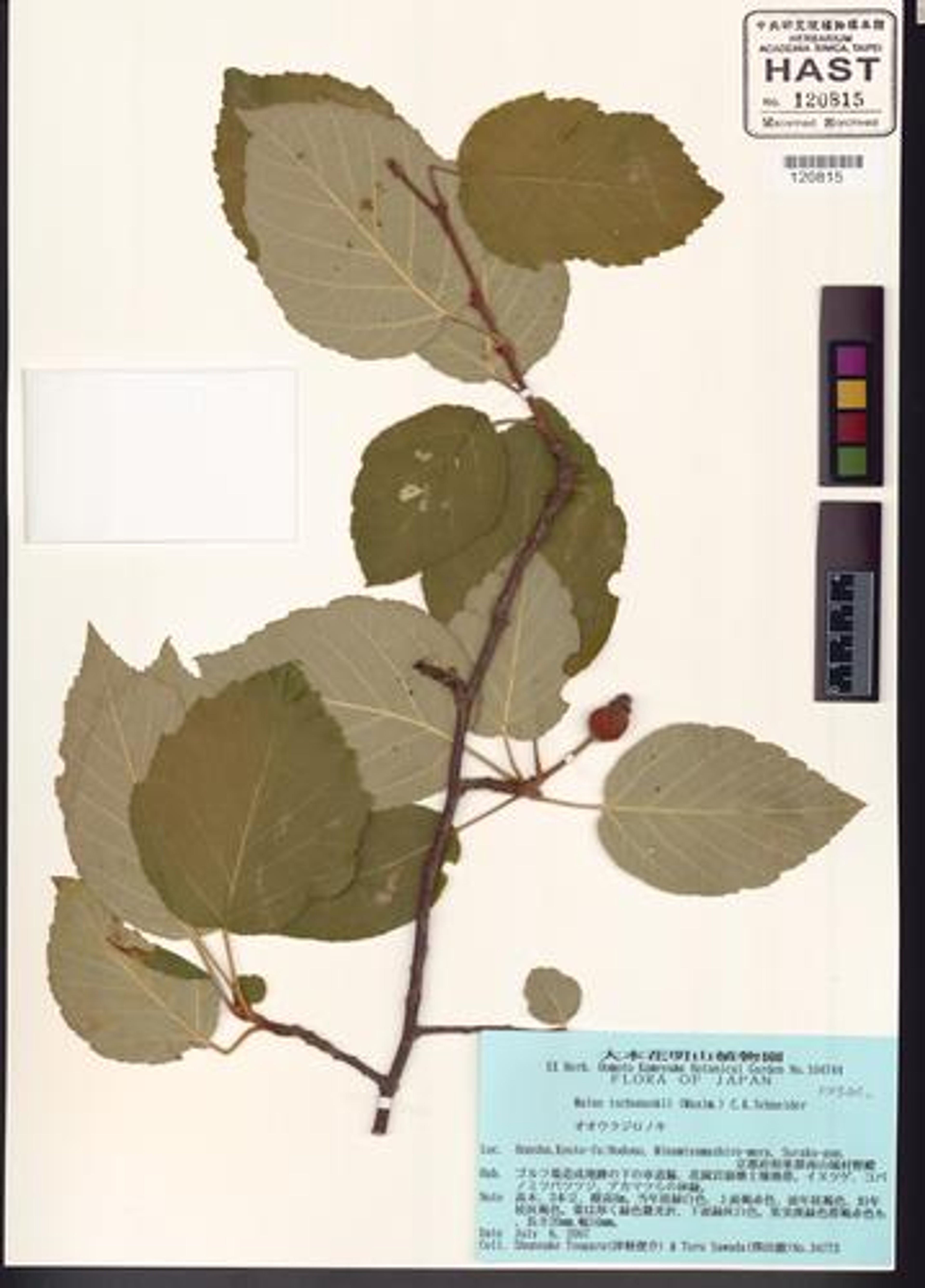 Malus tschonoskii - 4