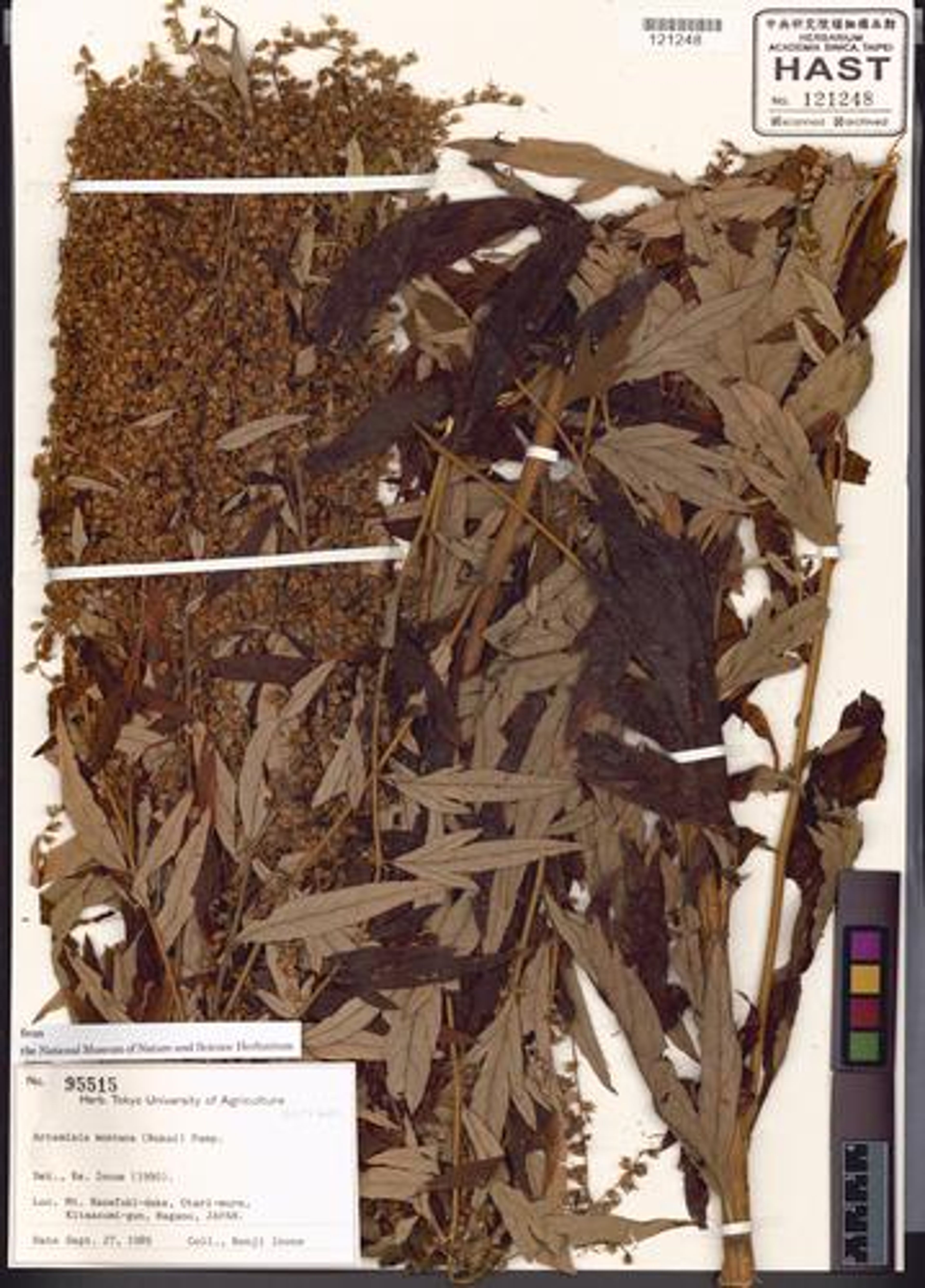 Artemisia montana - 19