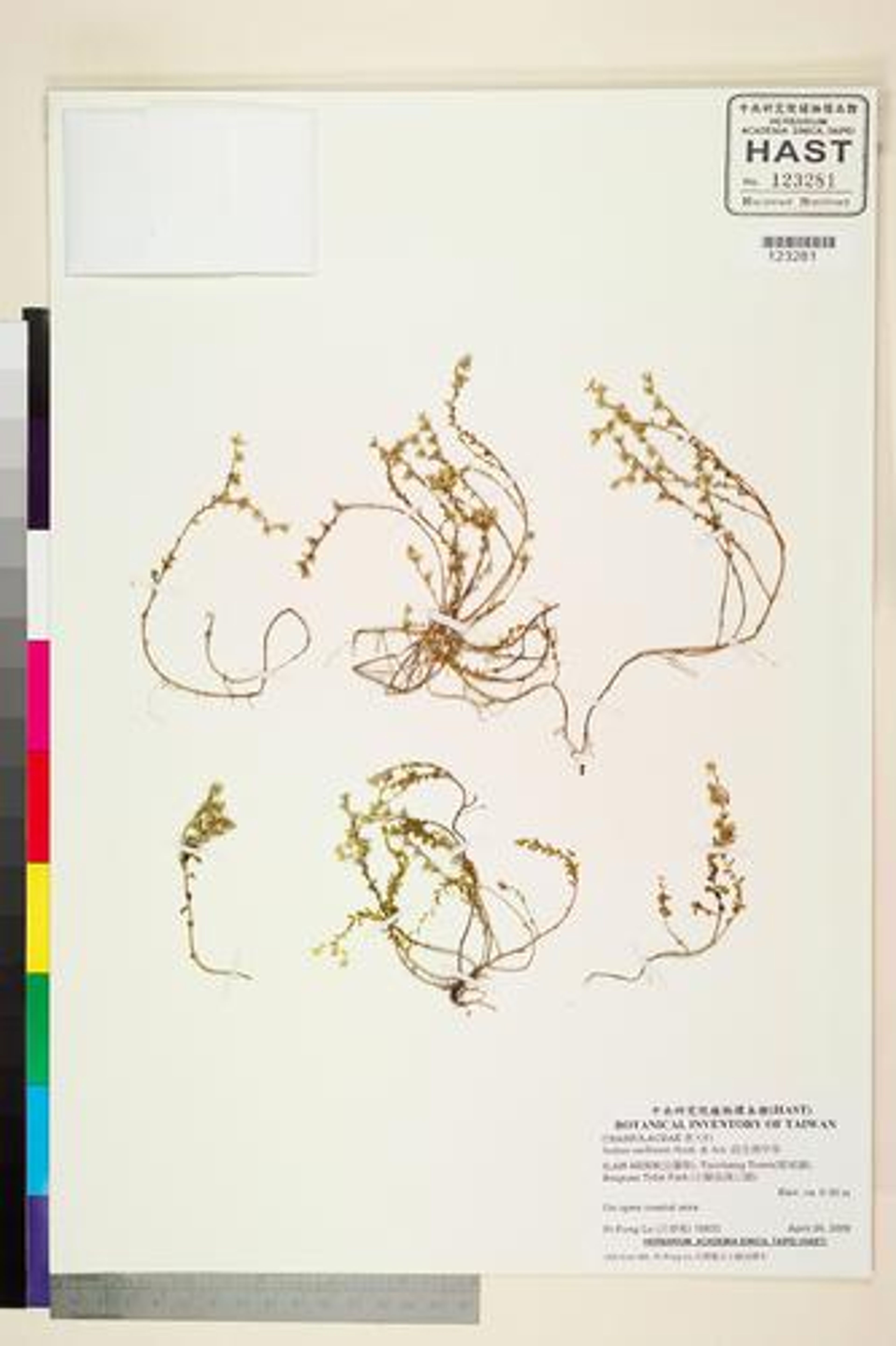 Sedum japonicum - 241