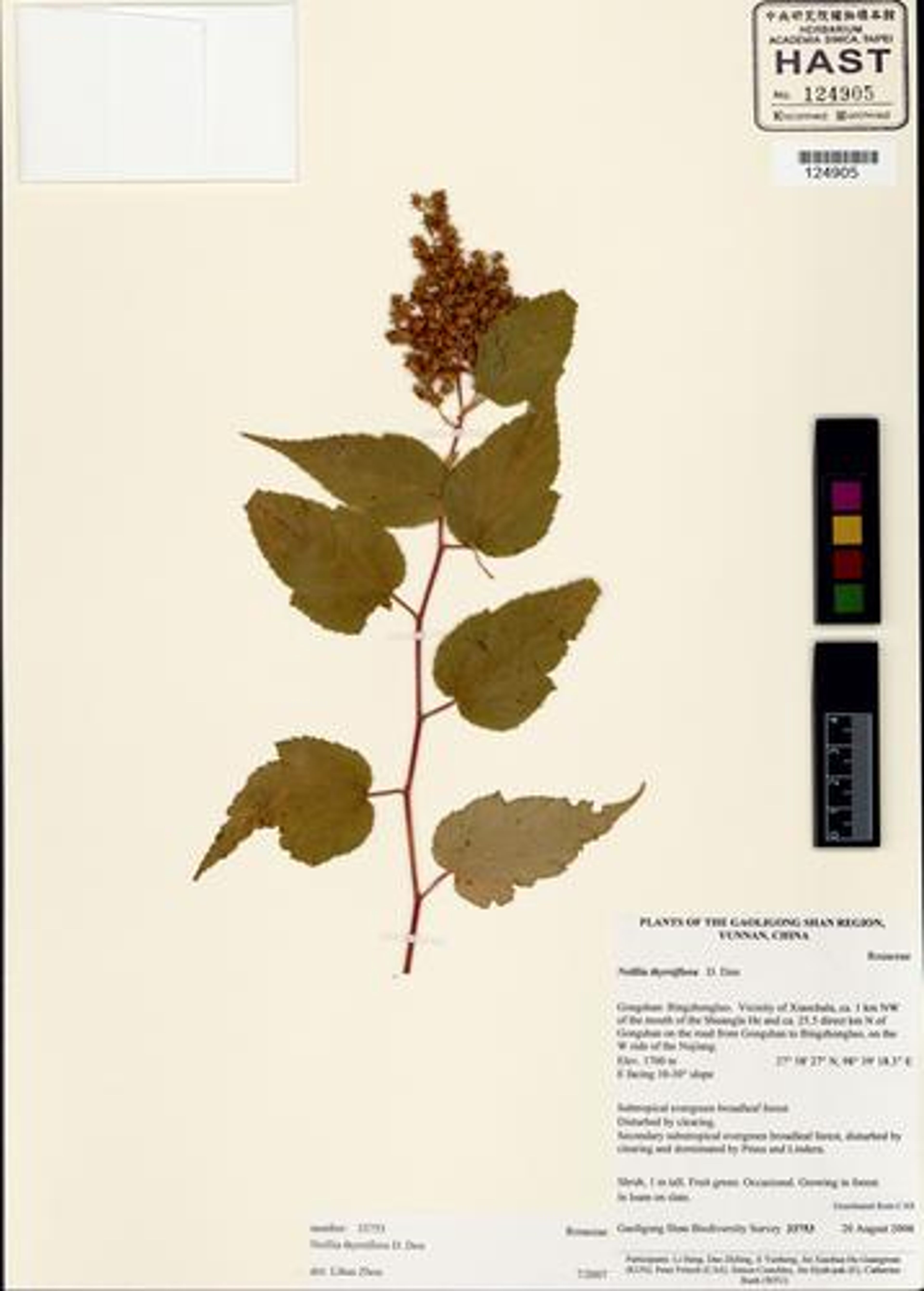 Neillia thyrsiflora - 65