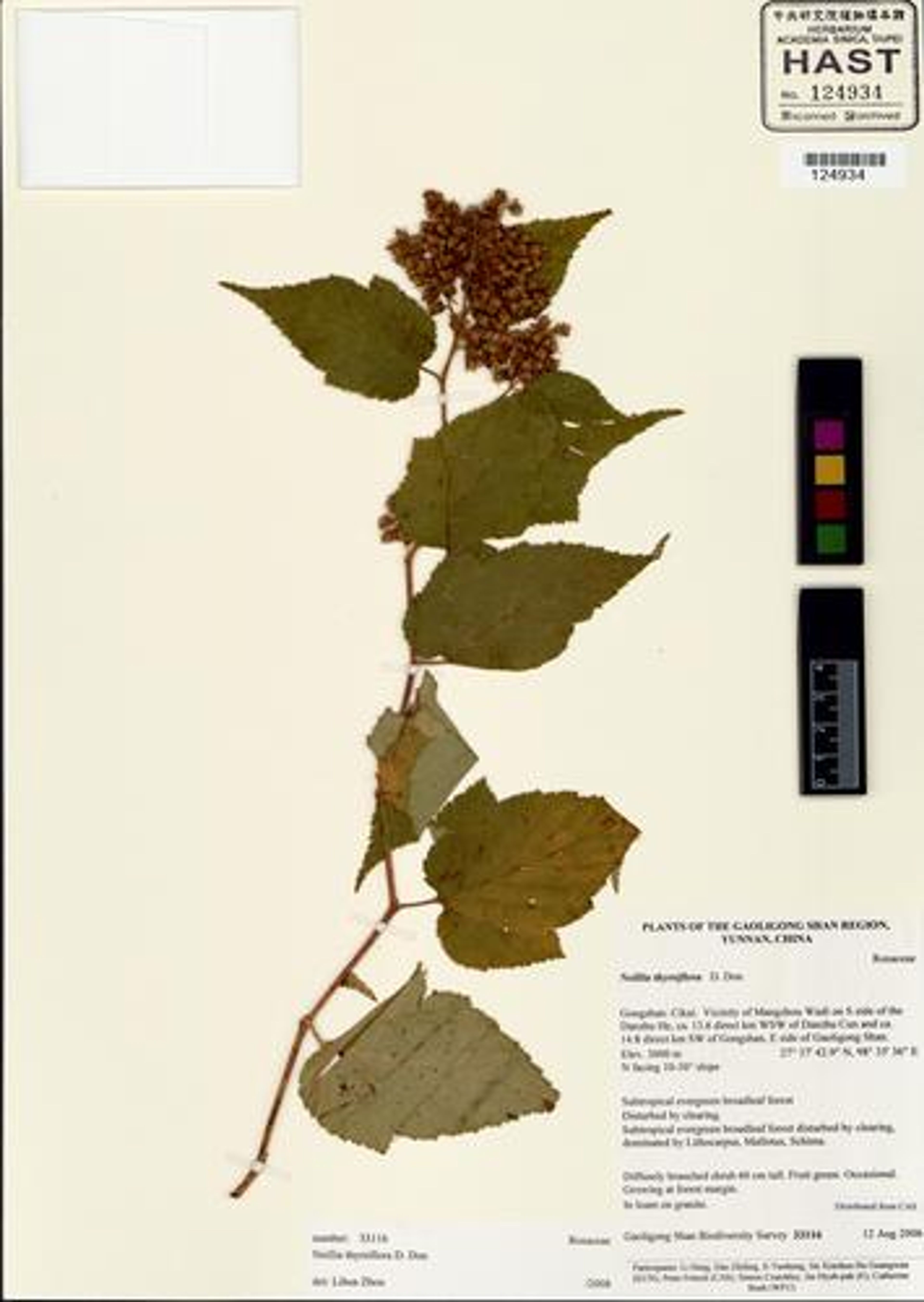 Neillia thyrsiflora - 3