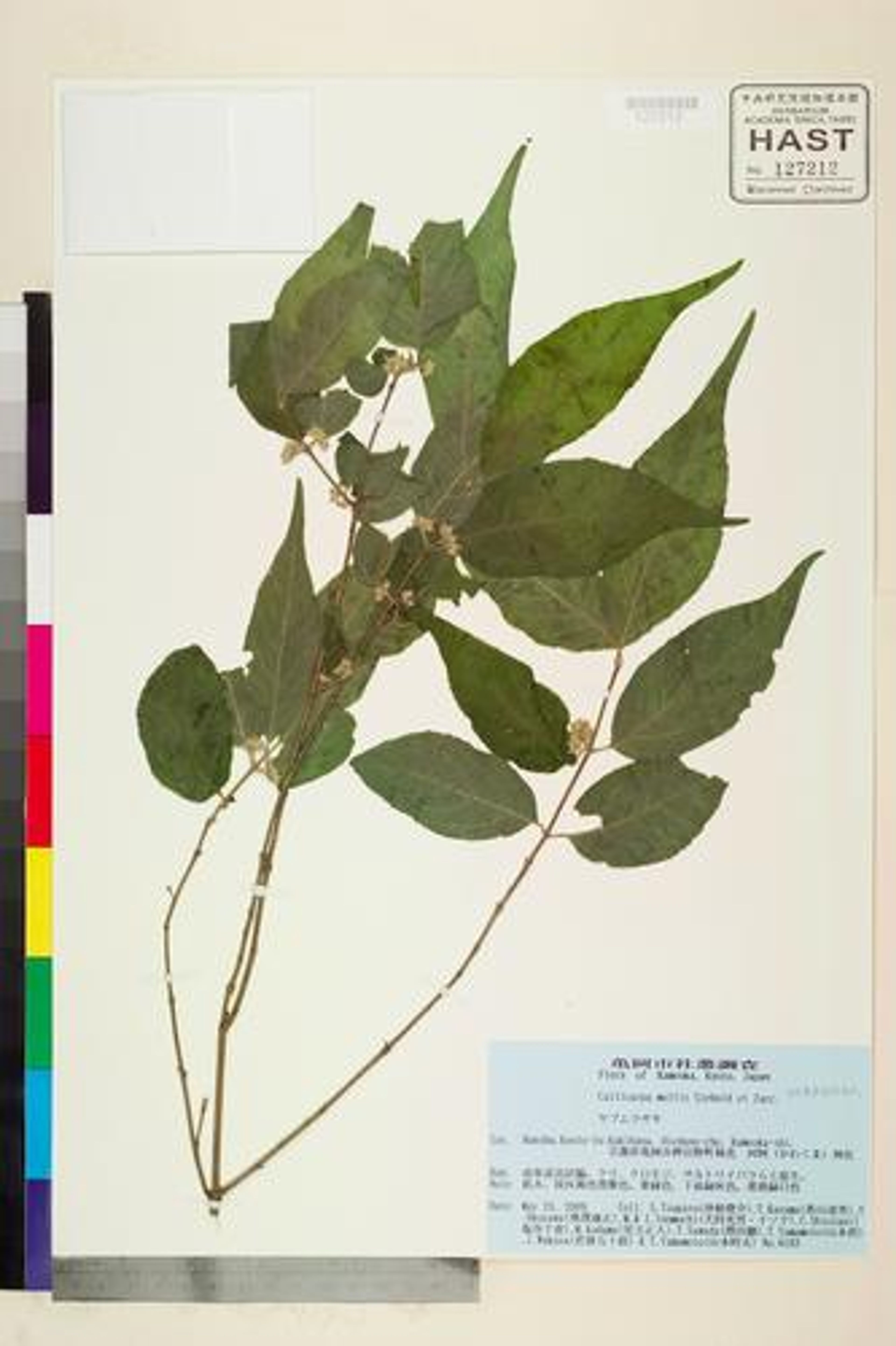 Callicarpa mollis - 7