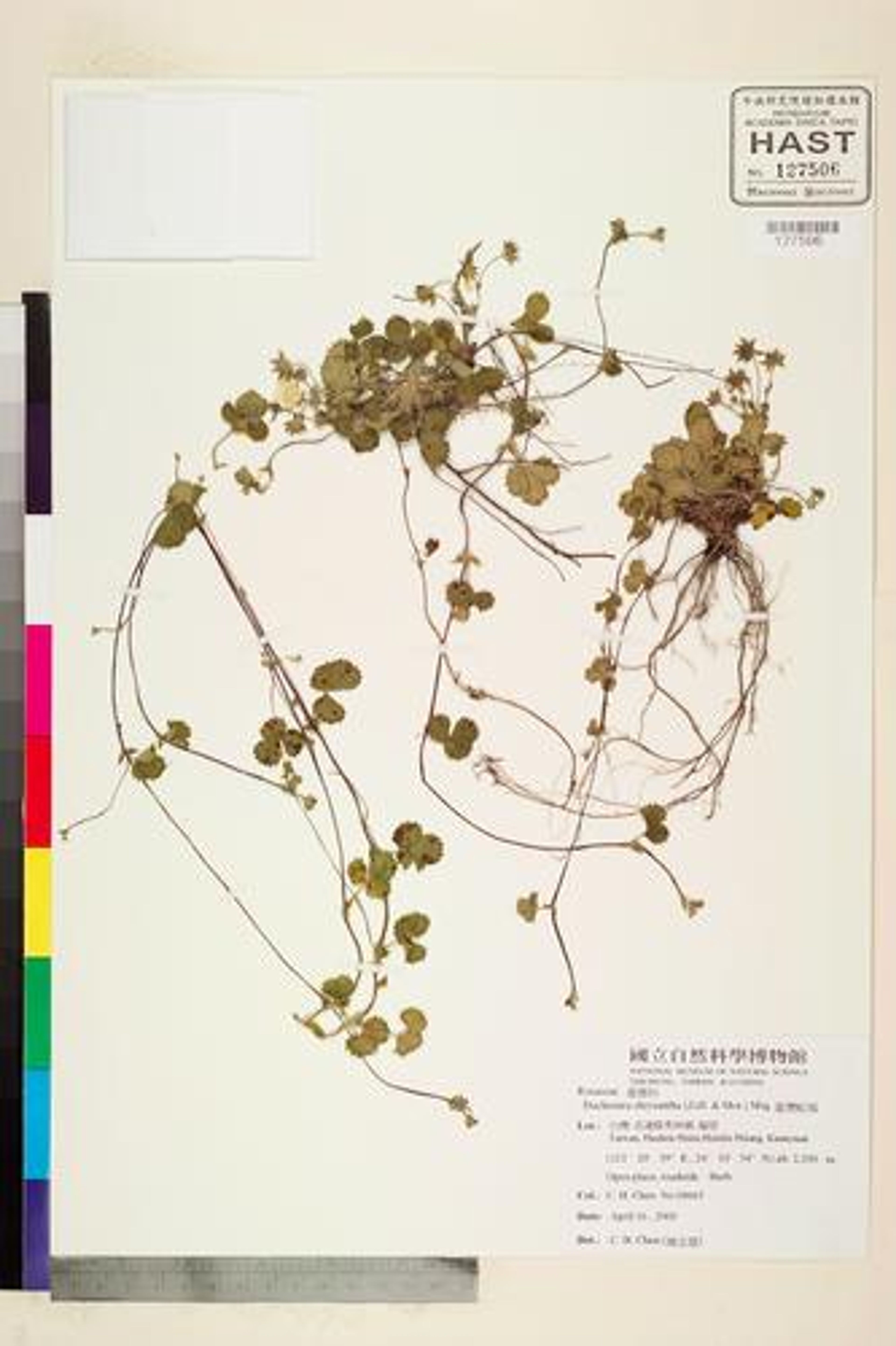 Duchesnea chrysantha - 30