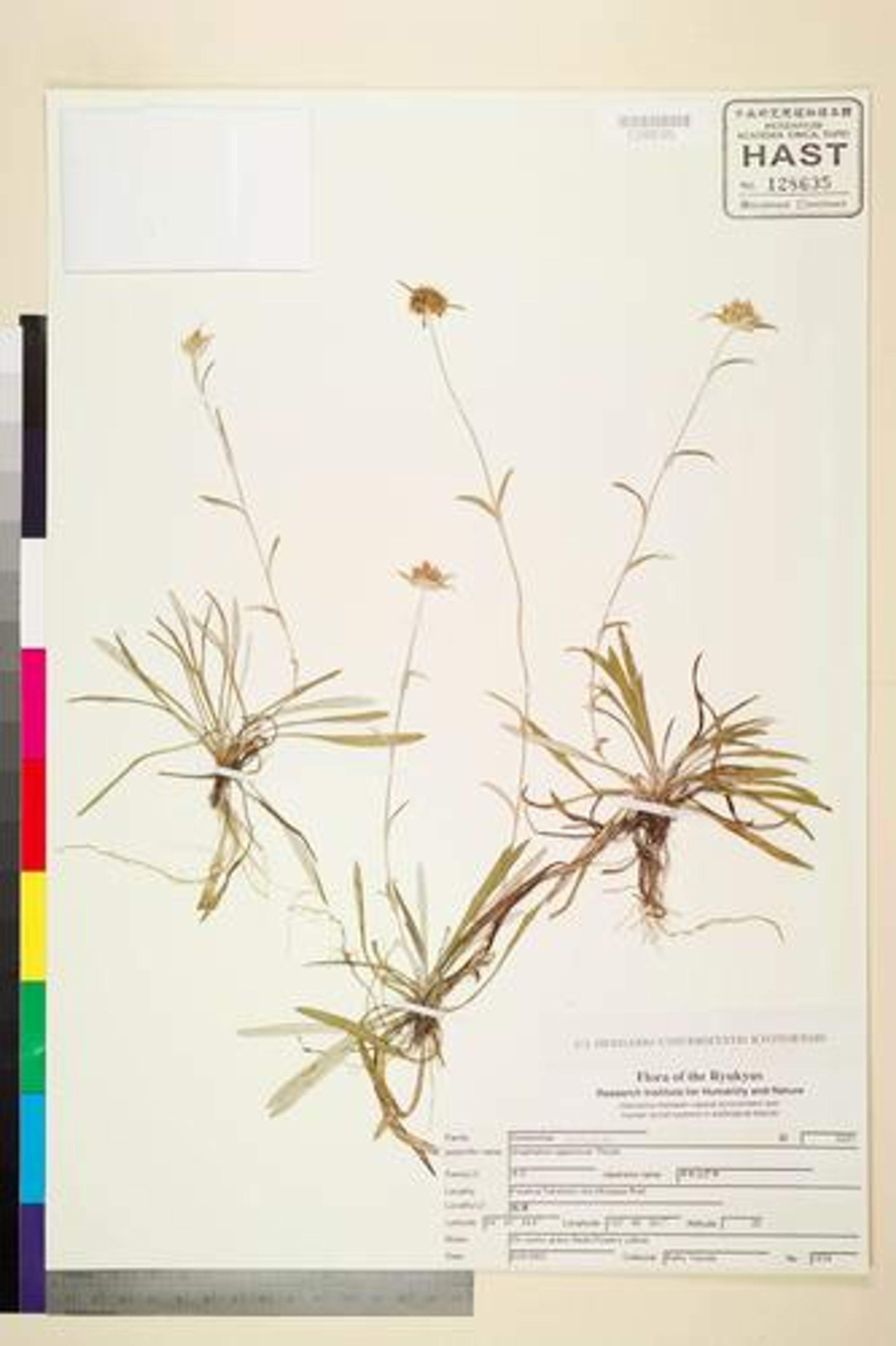 Gnaphalium japonicum - 42