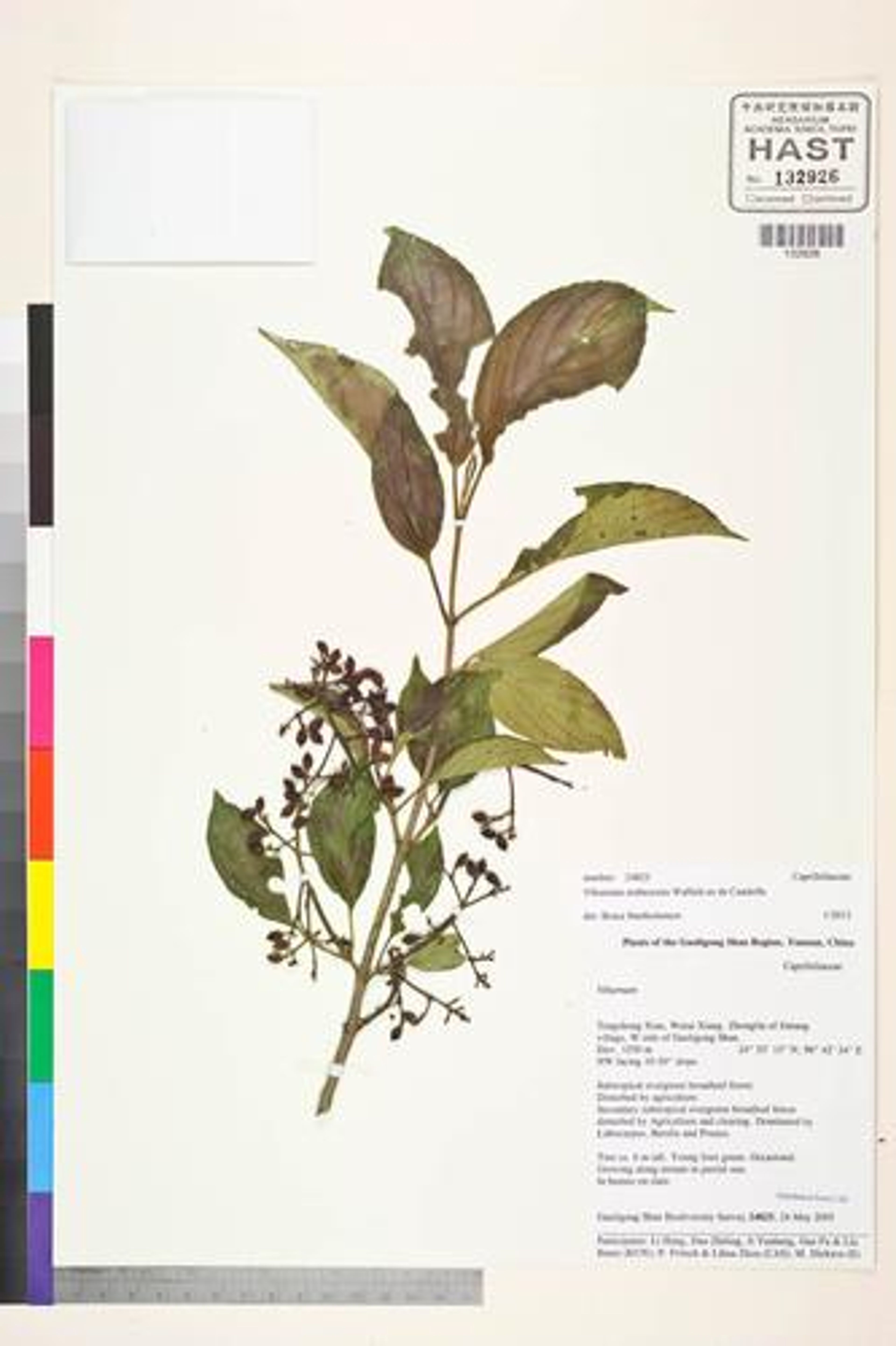 Viburnum erubescens - 21