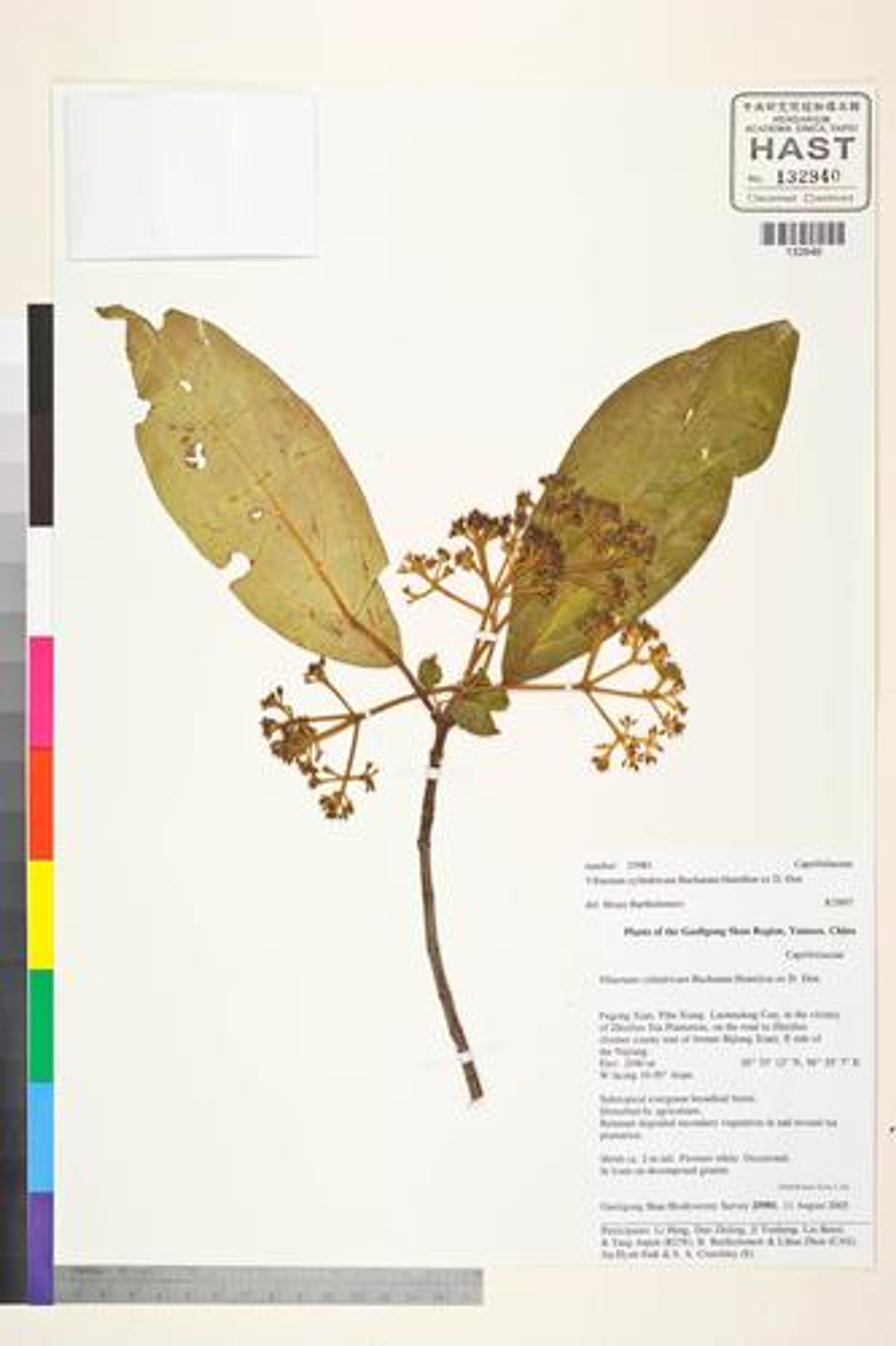 Viburnum erubescens - 63