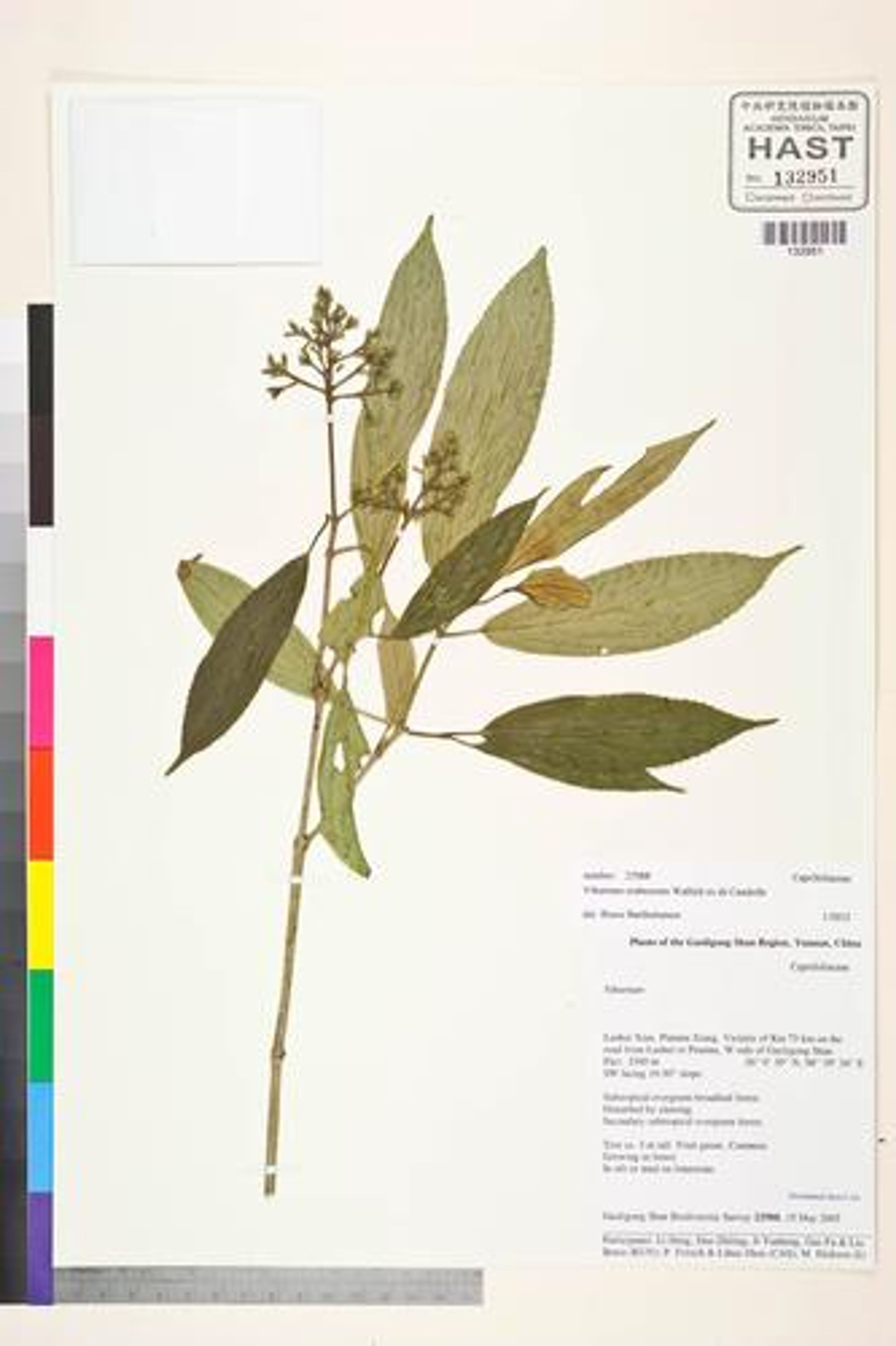 Viburnum erubescens - 4