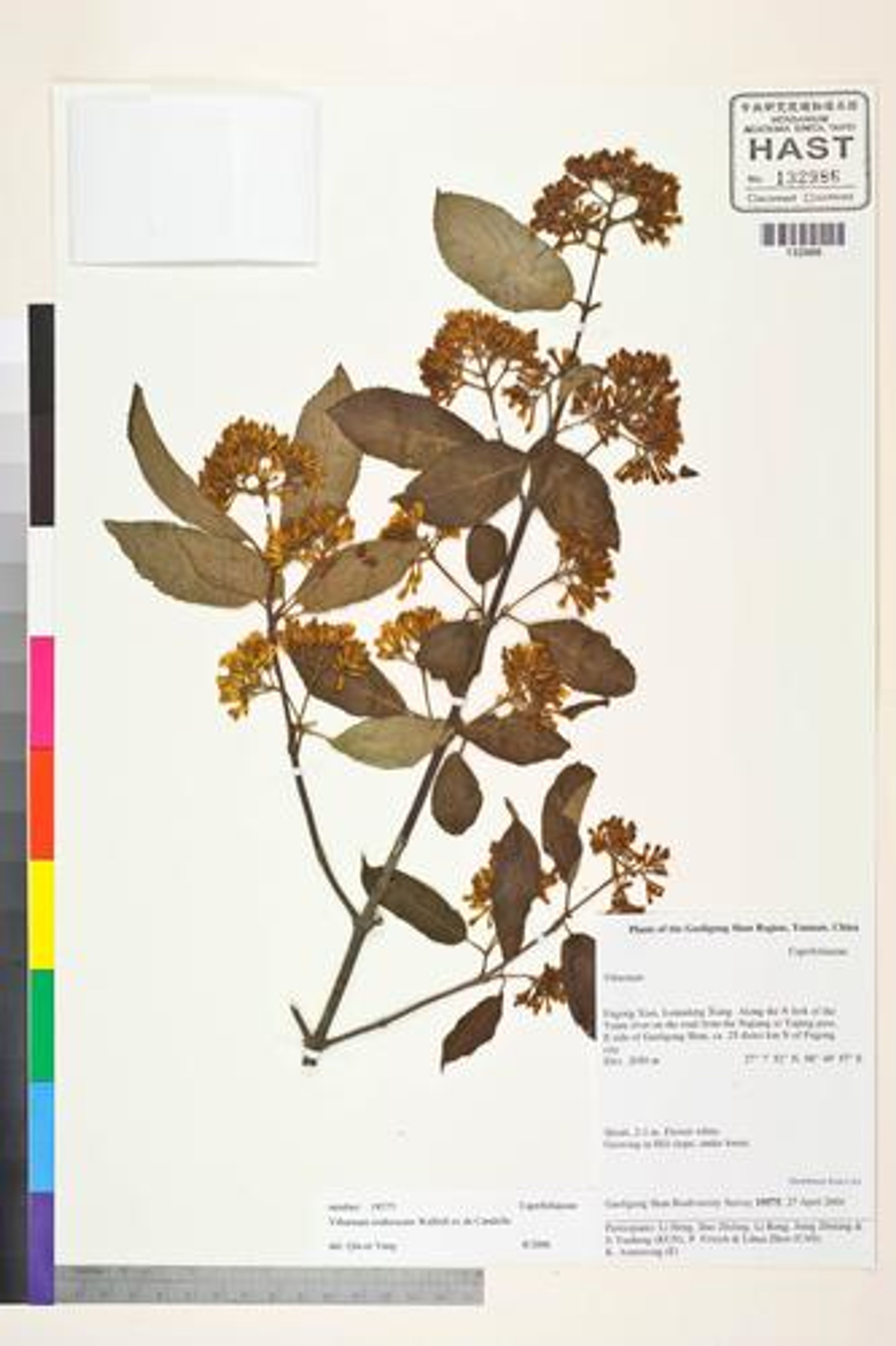 Viburnum erubescens - 29