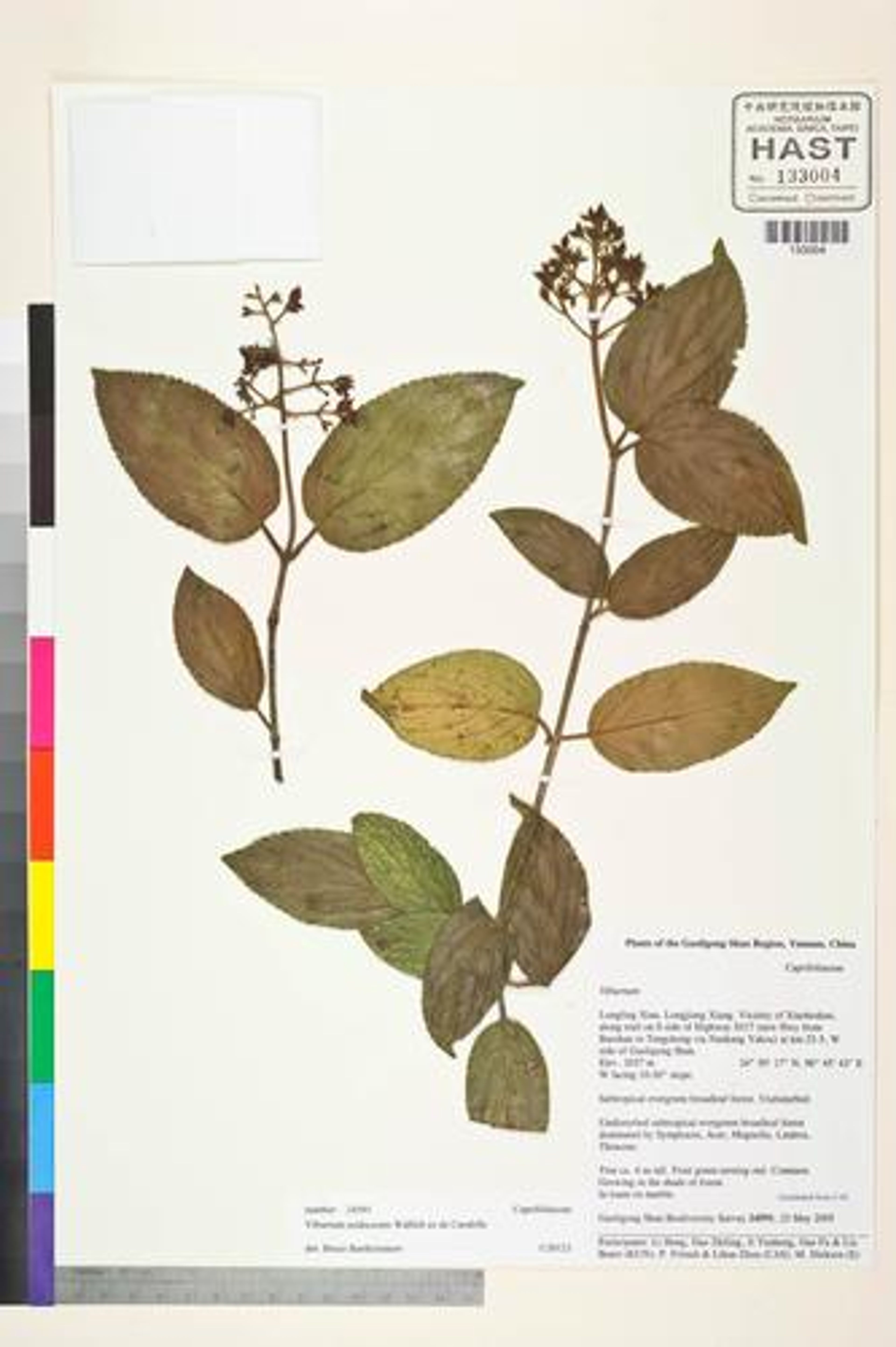 Viburnum erubescens - 32