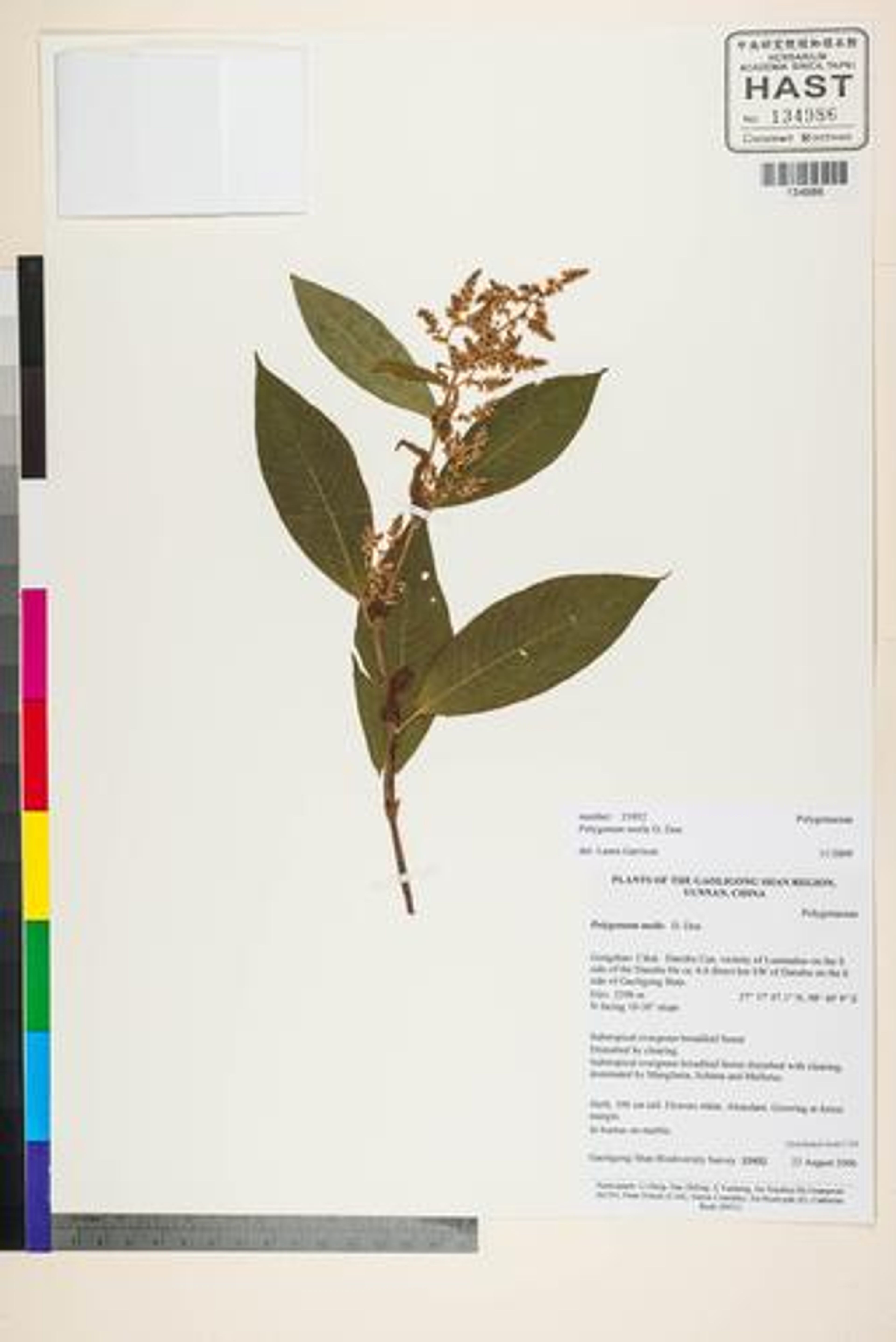 Polygonum molle - 24