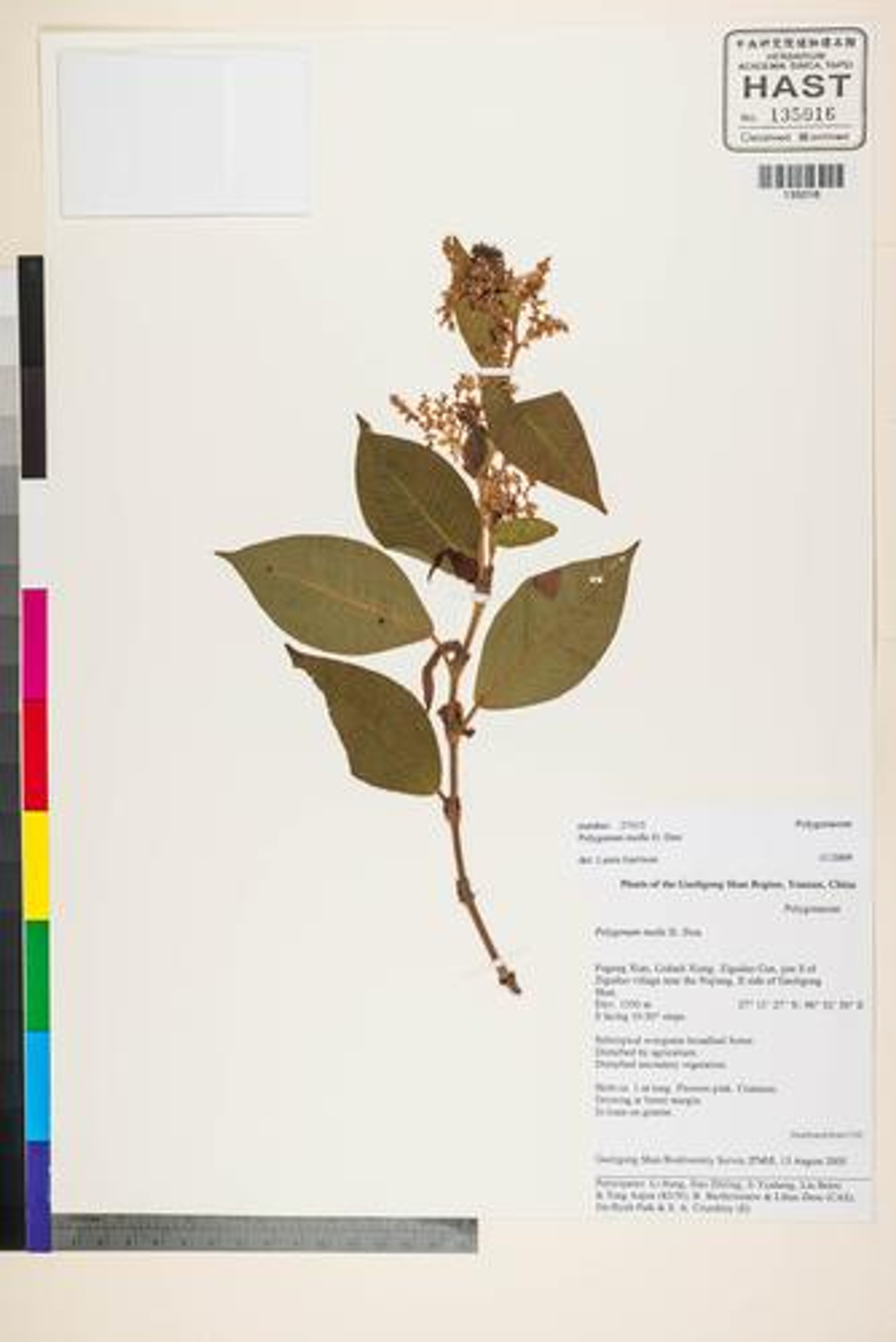 Polygonum molle - 16