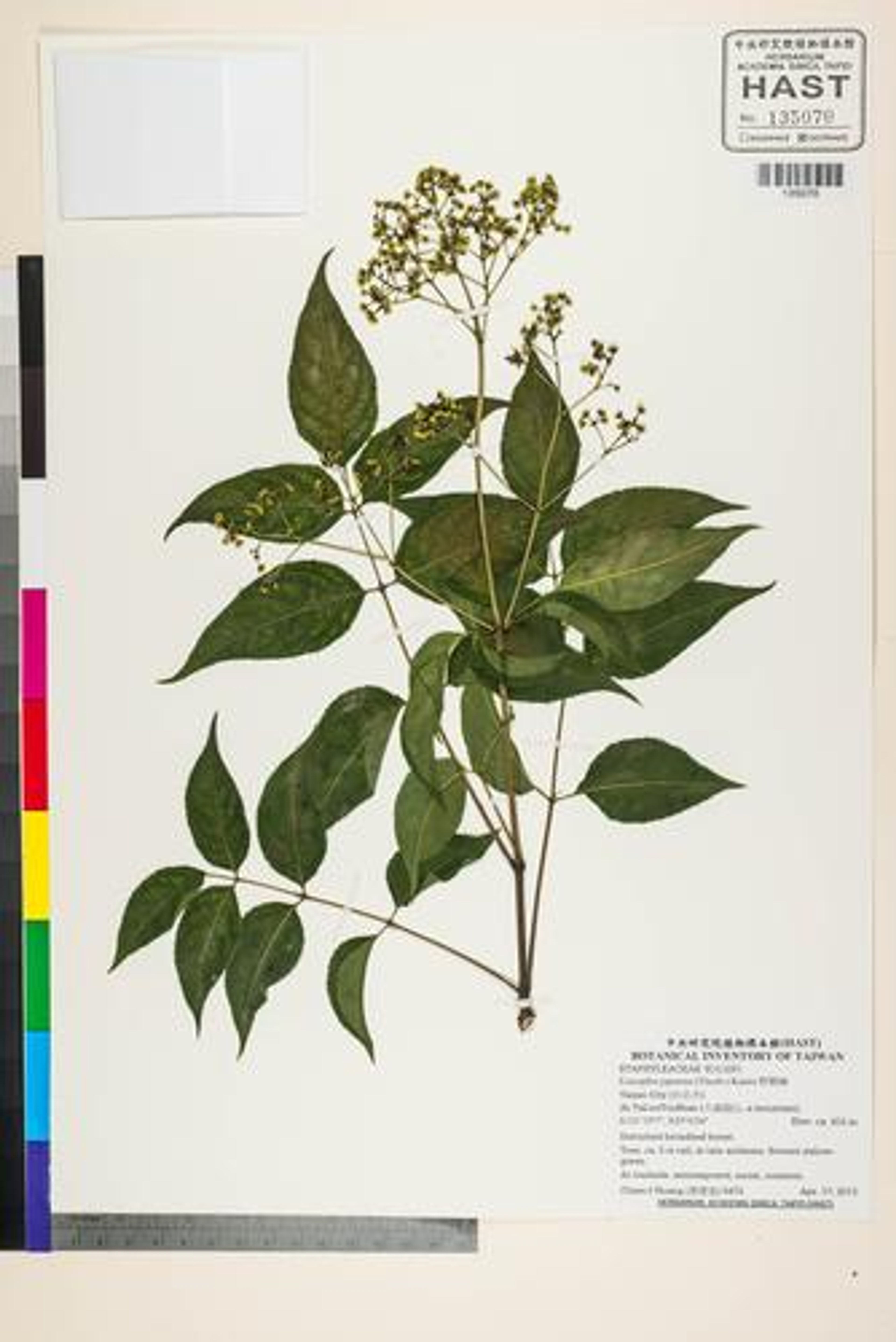 Euscaphis japonica - 24