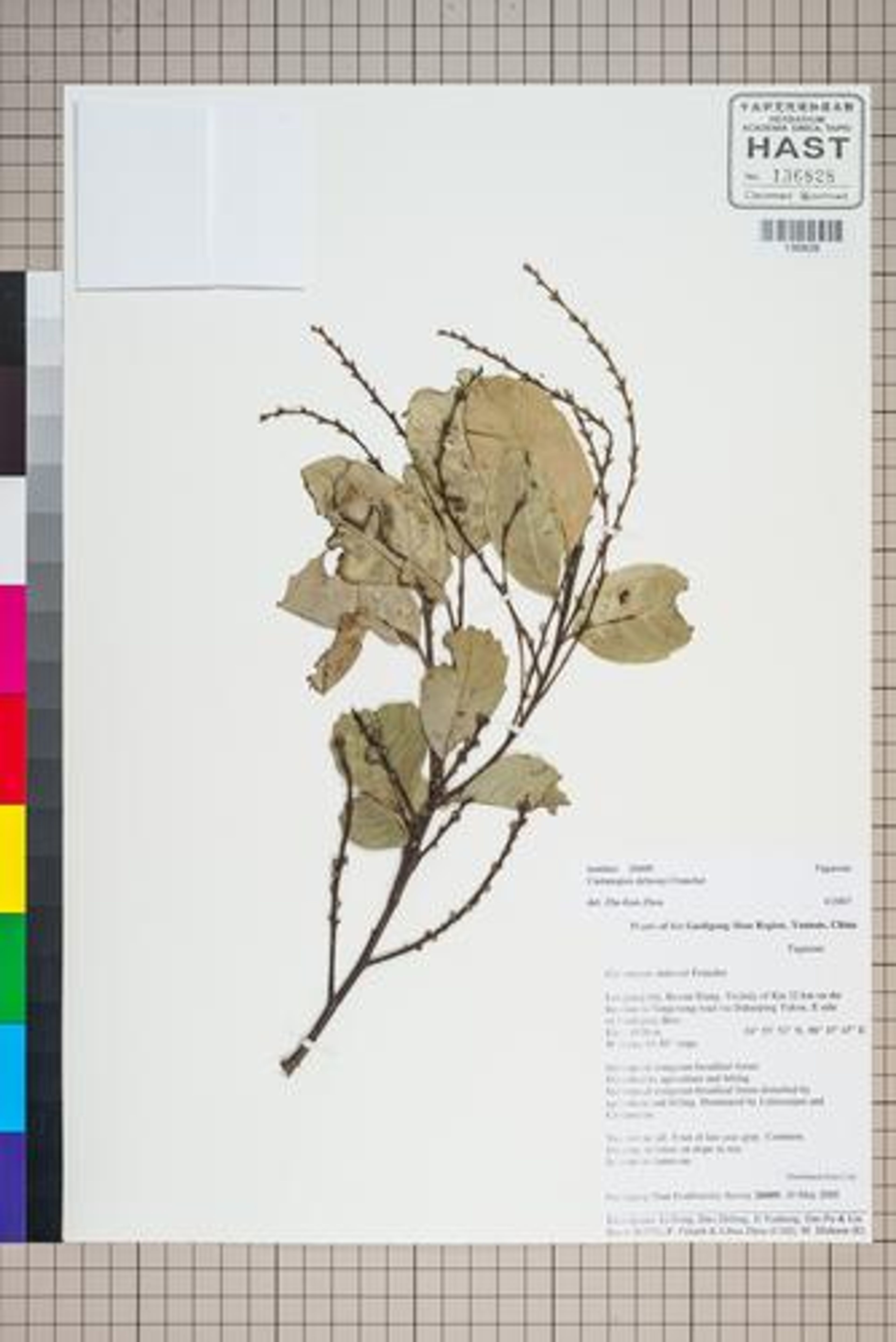 Castanopsis delavayi - 36