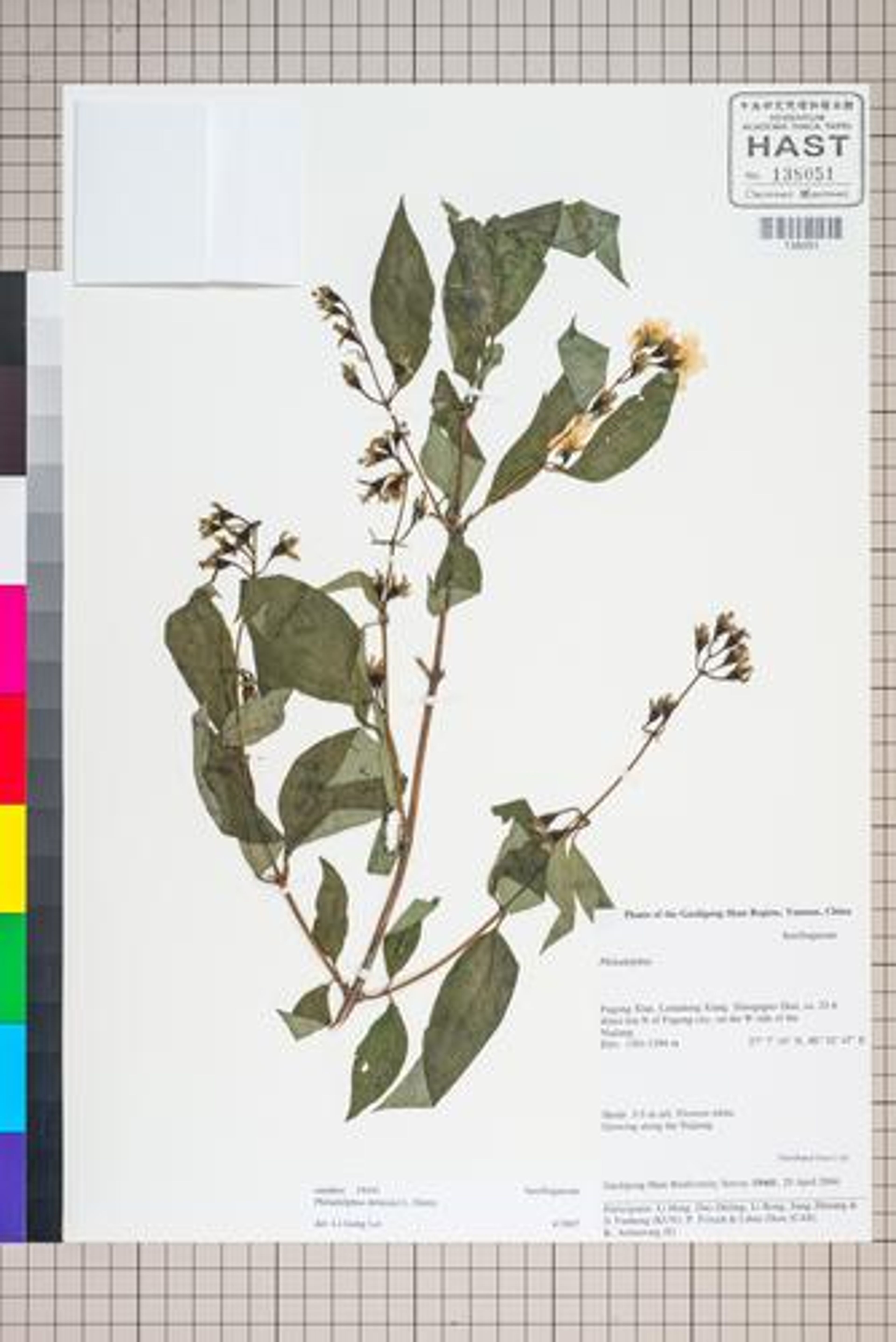 Philadelphus delavayi - 50