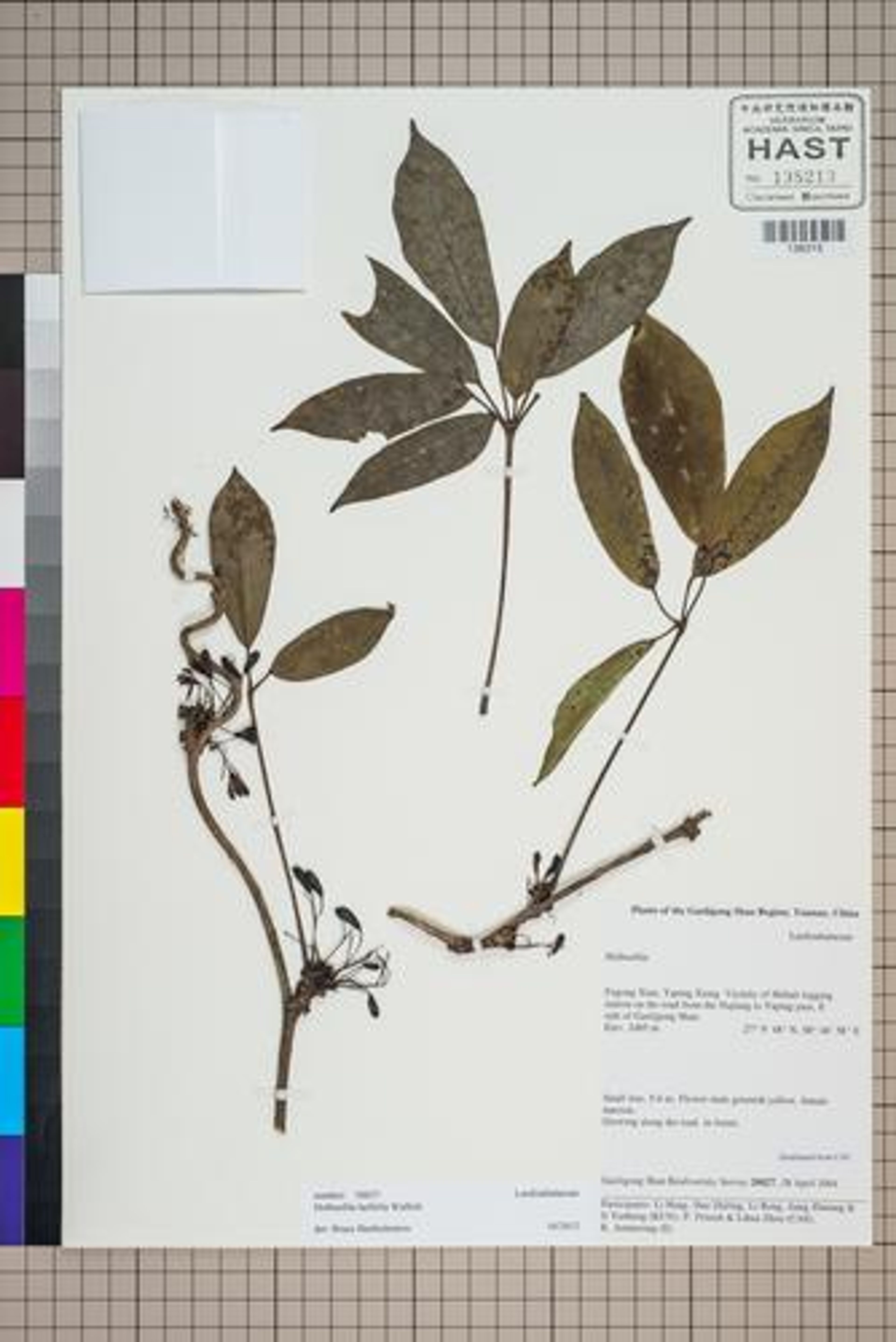 Holboellia latifolia - 50