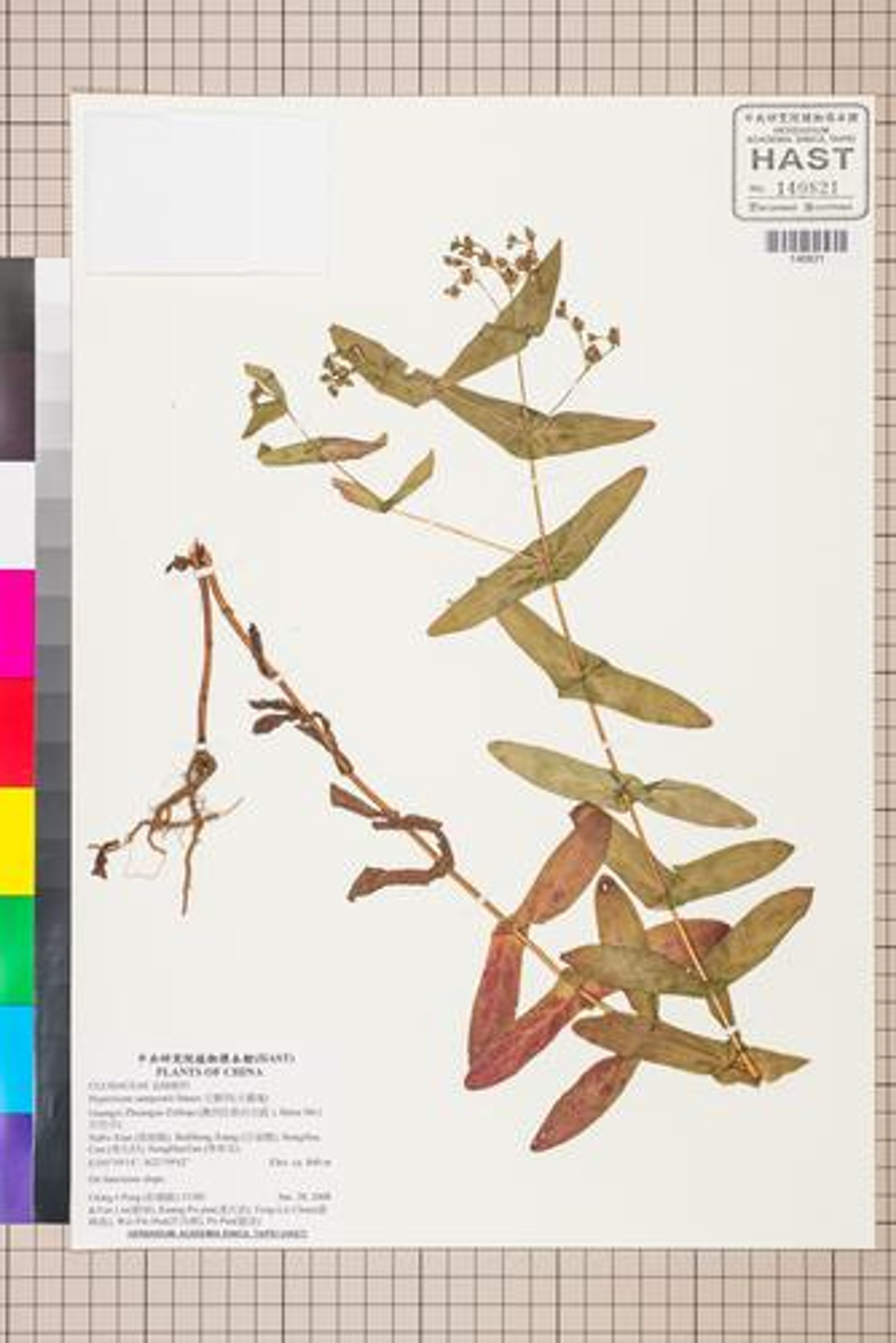 Hypericum sampsonii - 66