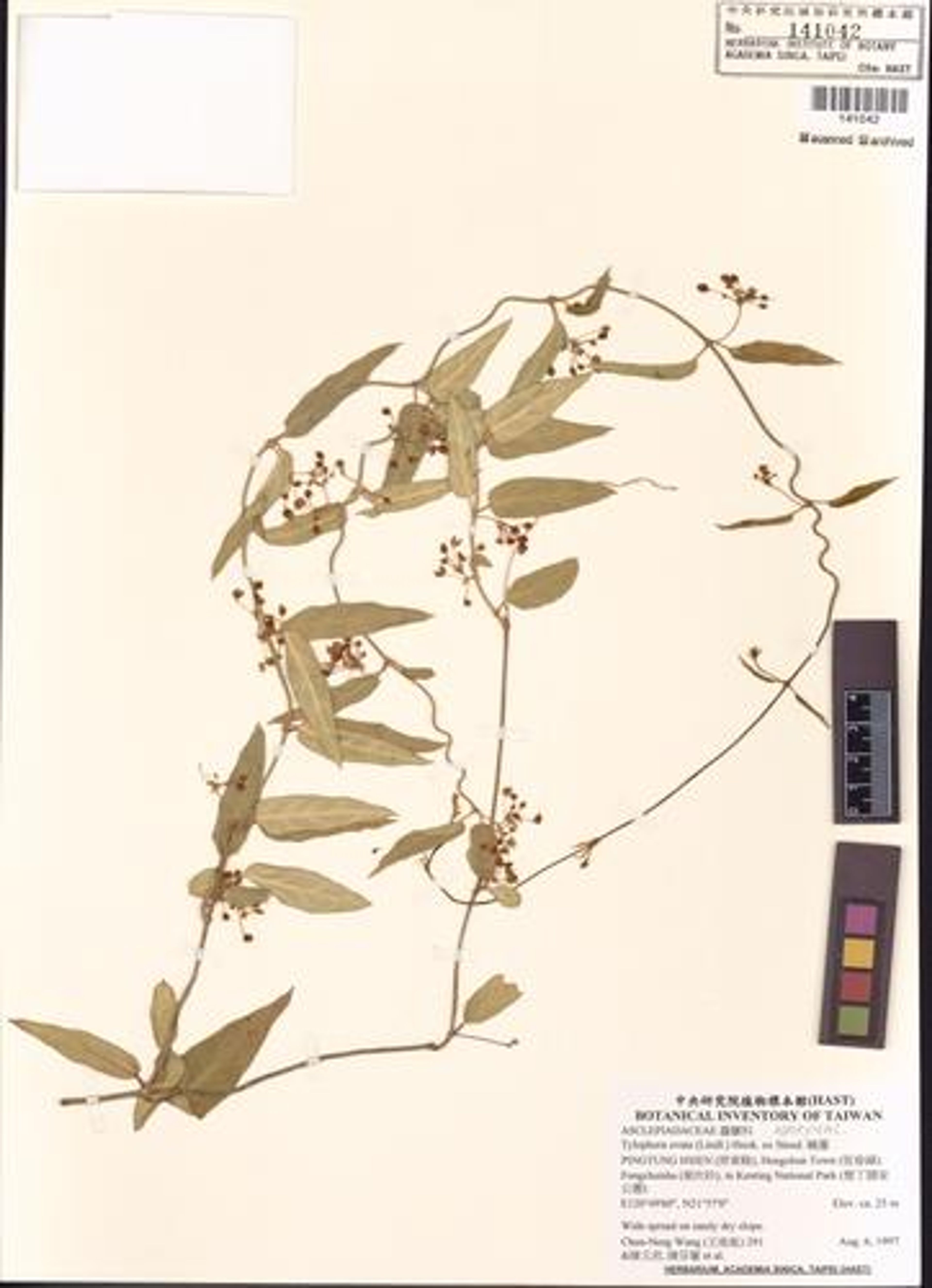 Tylophora ovata - 35