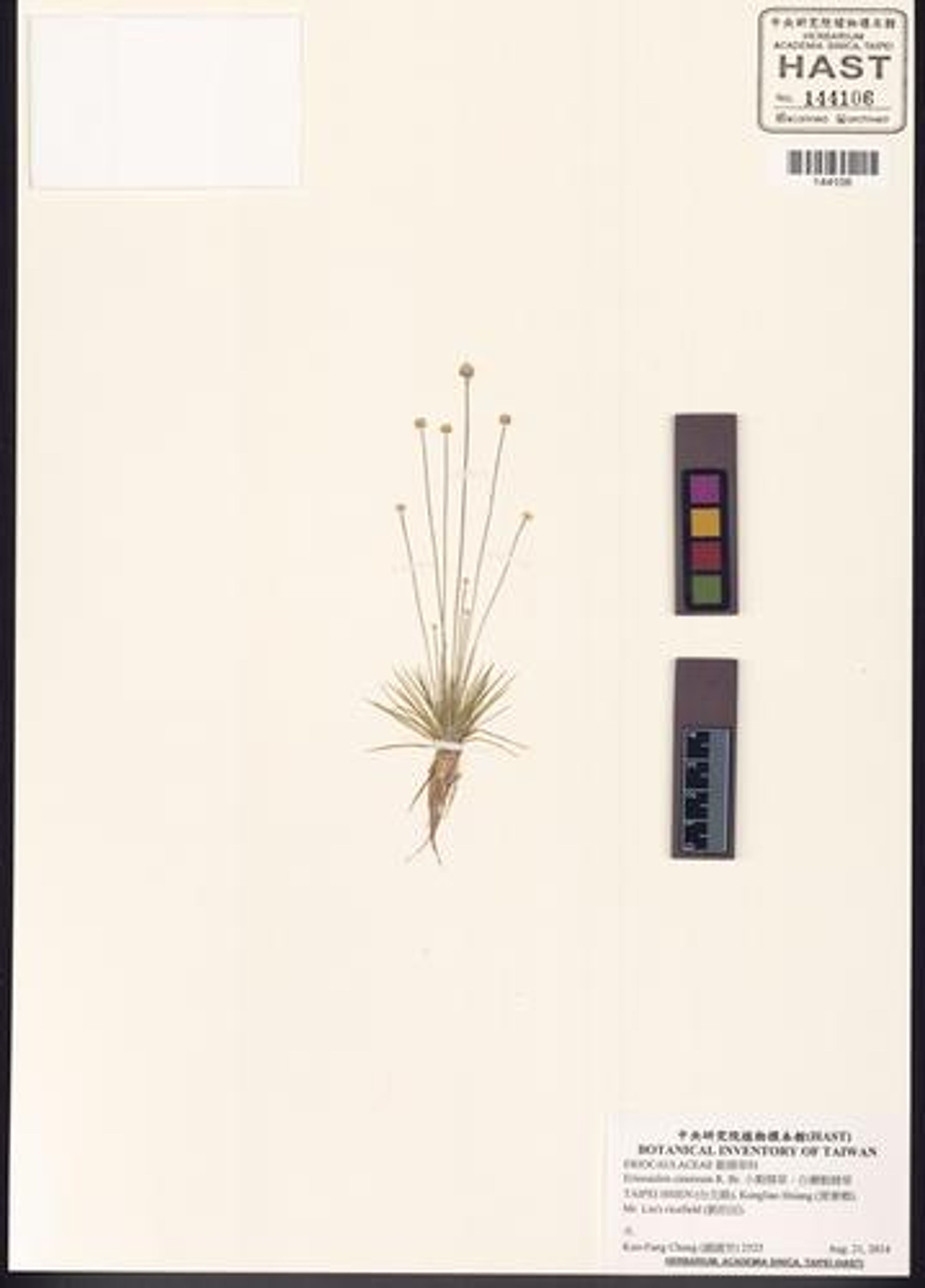 Eriocaulon cinereum - 110