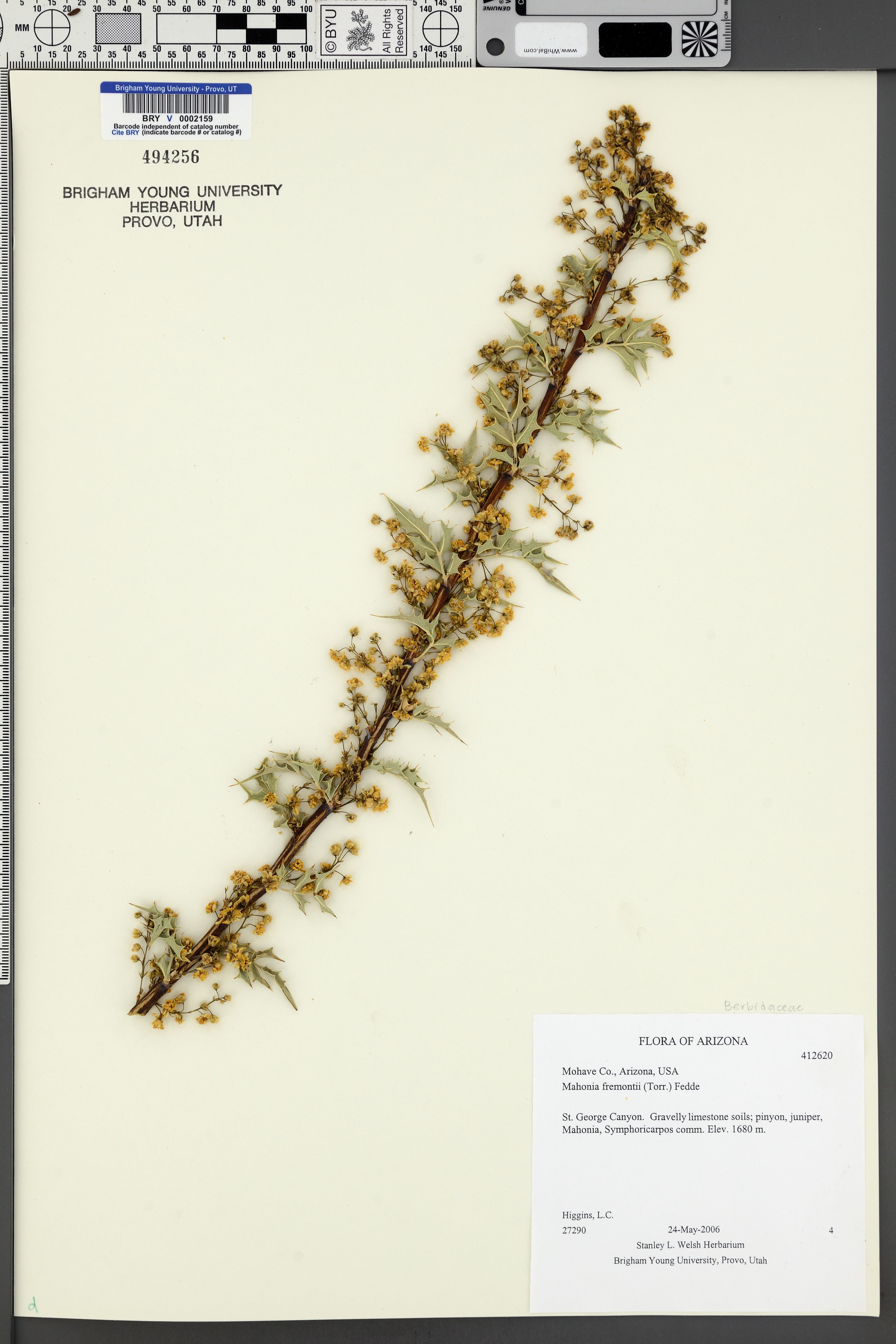 Mahonia fremontii - 67