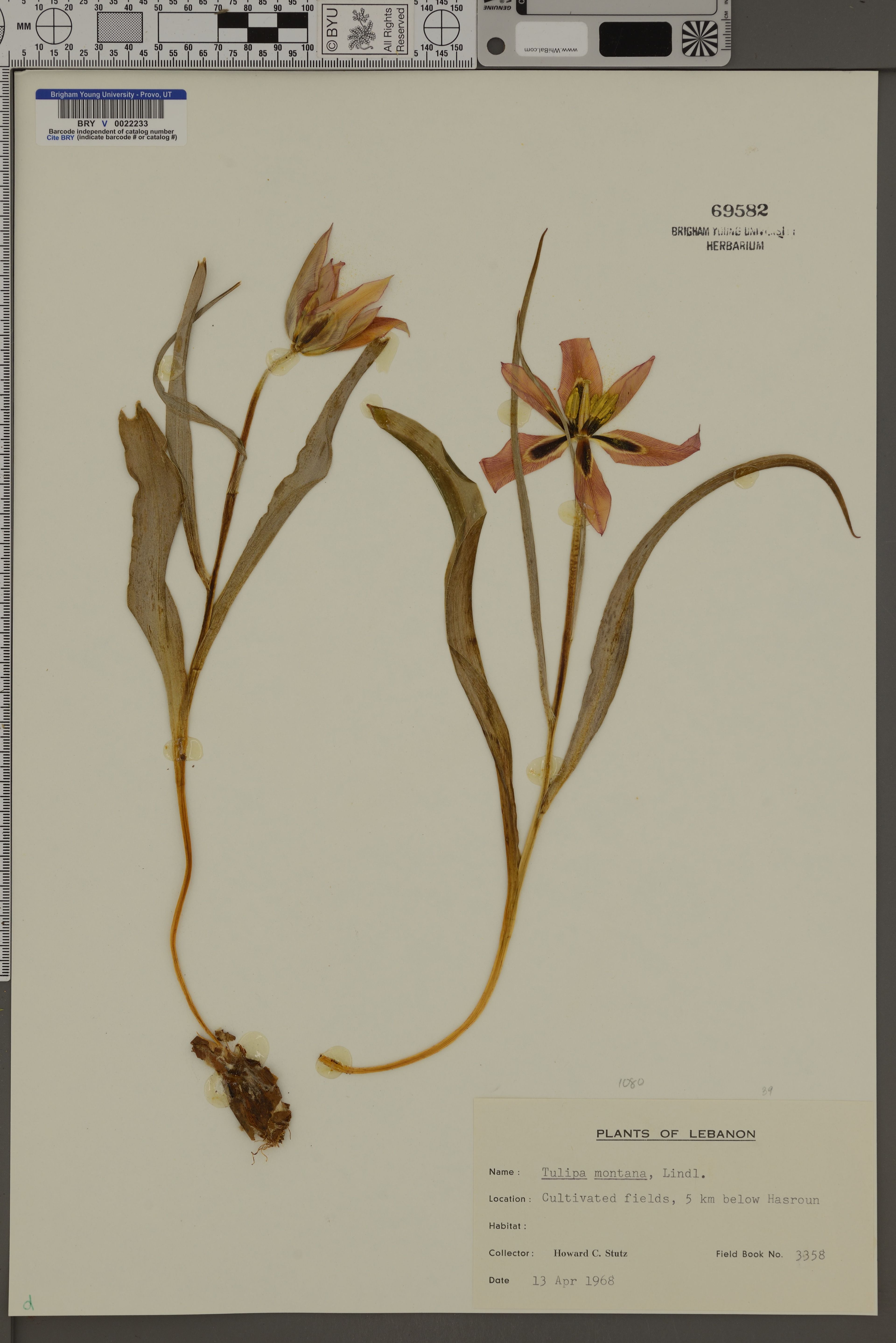 Tulipa montana - 88