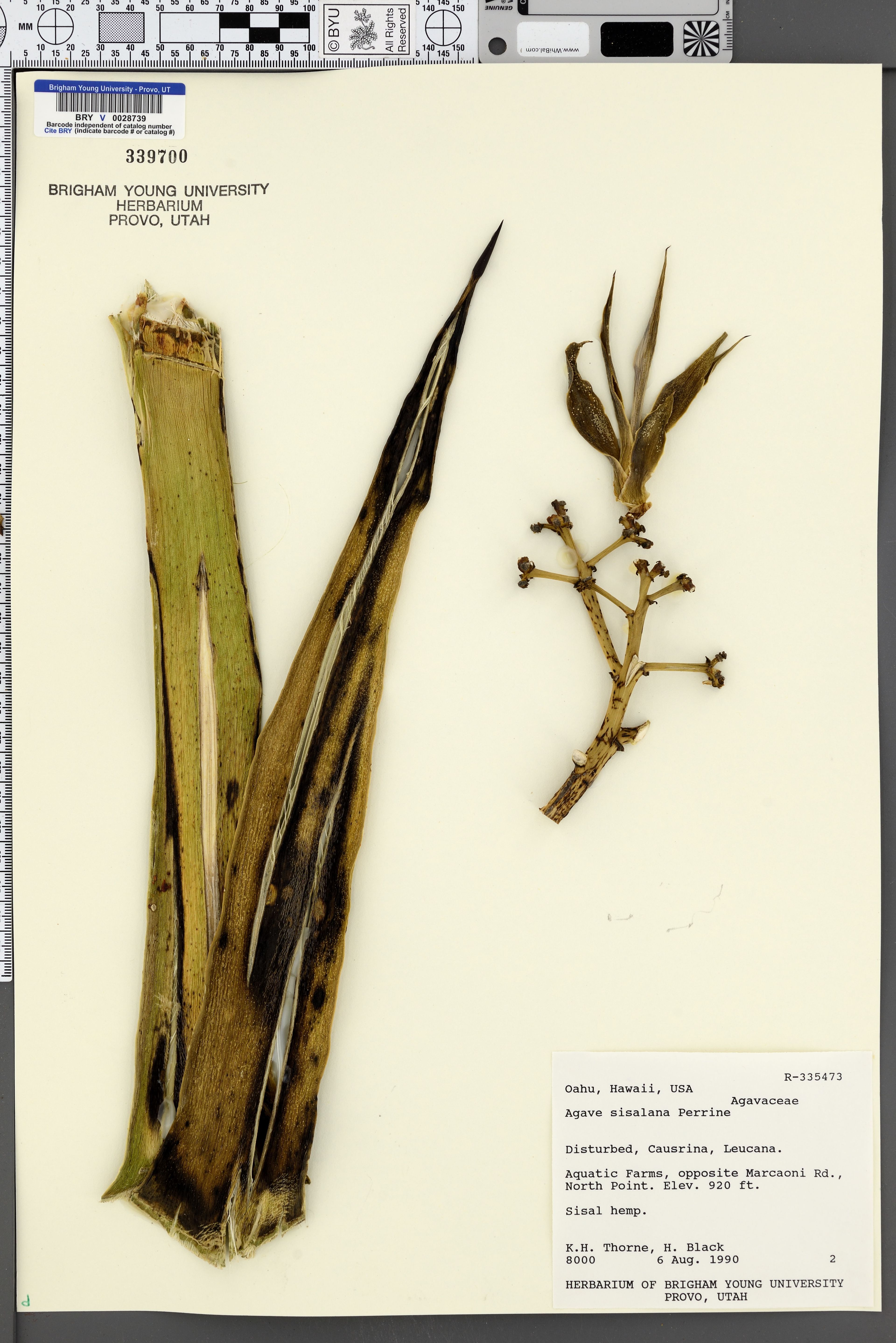 Agave sisalana - 79