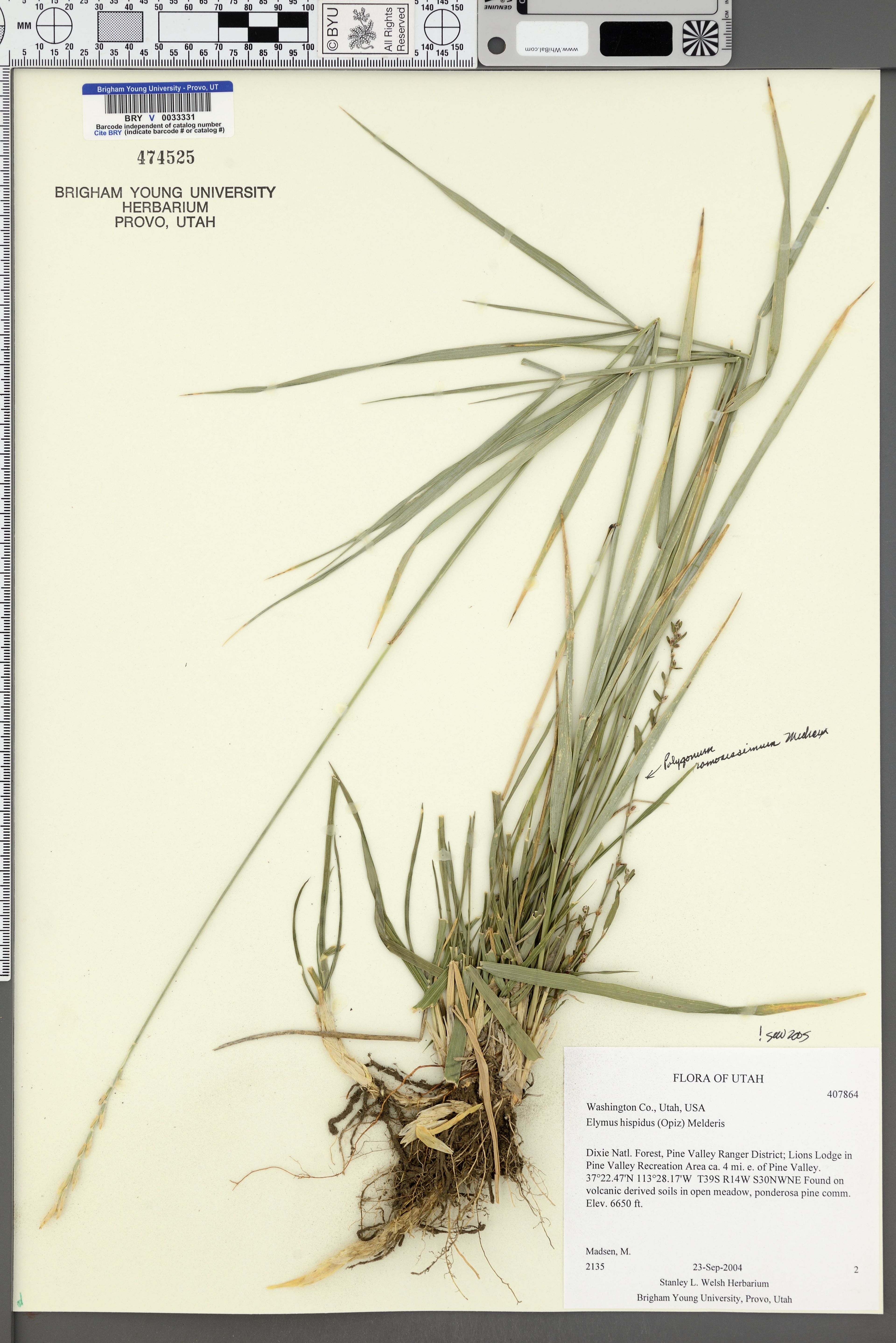 Elymus hispidus - 66