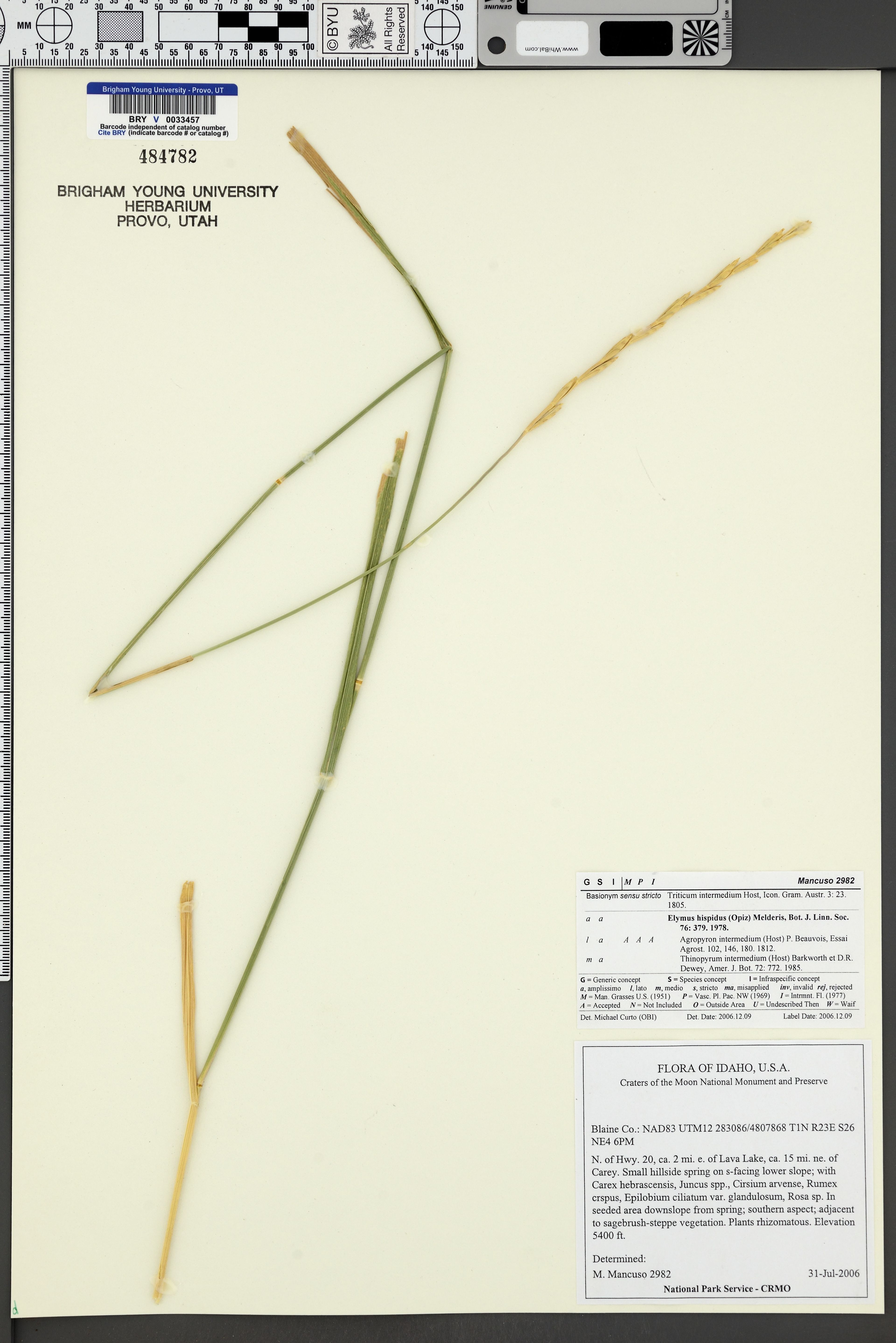 Elymus hispidus - 28