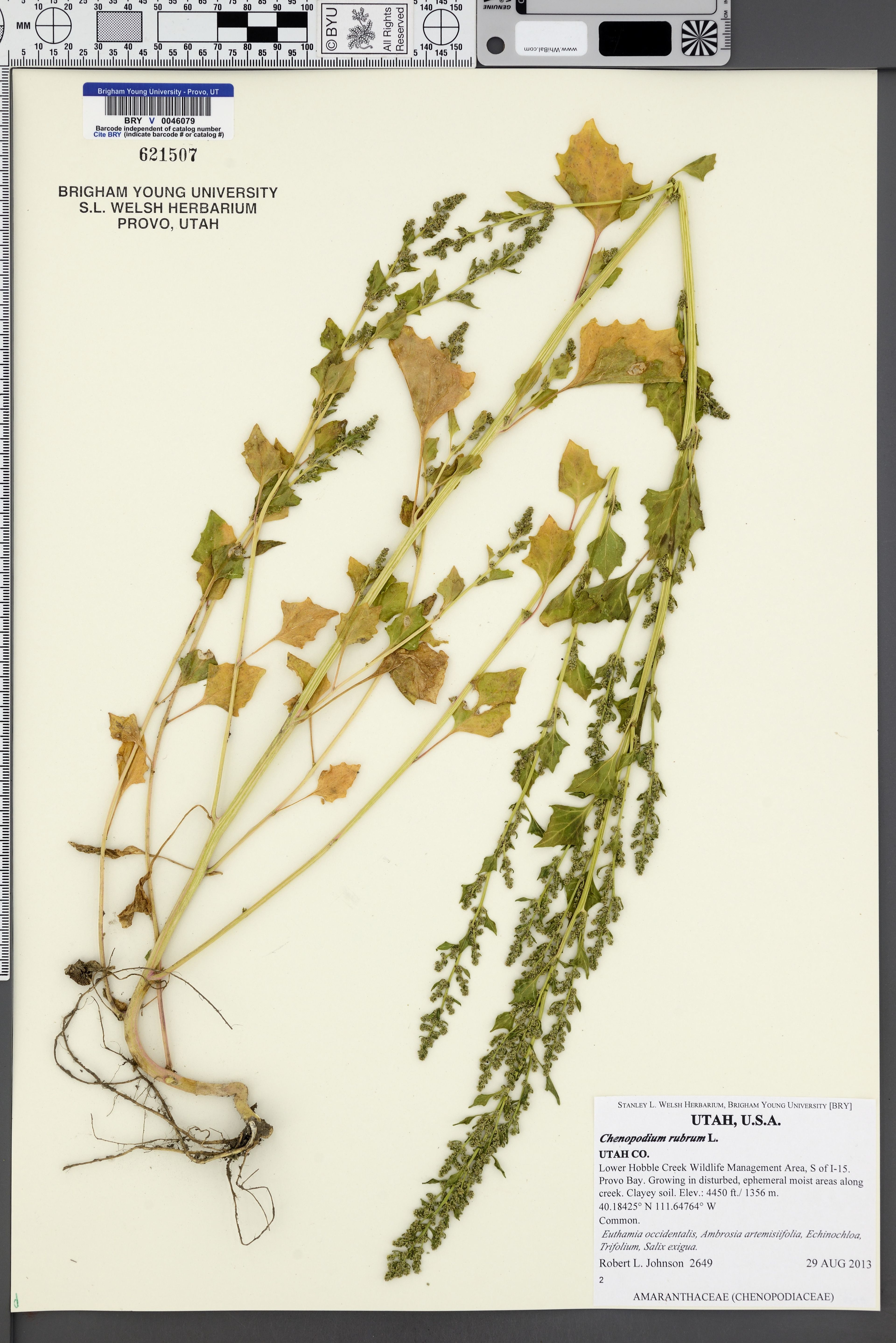 Chenopodium rubrum - 82