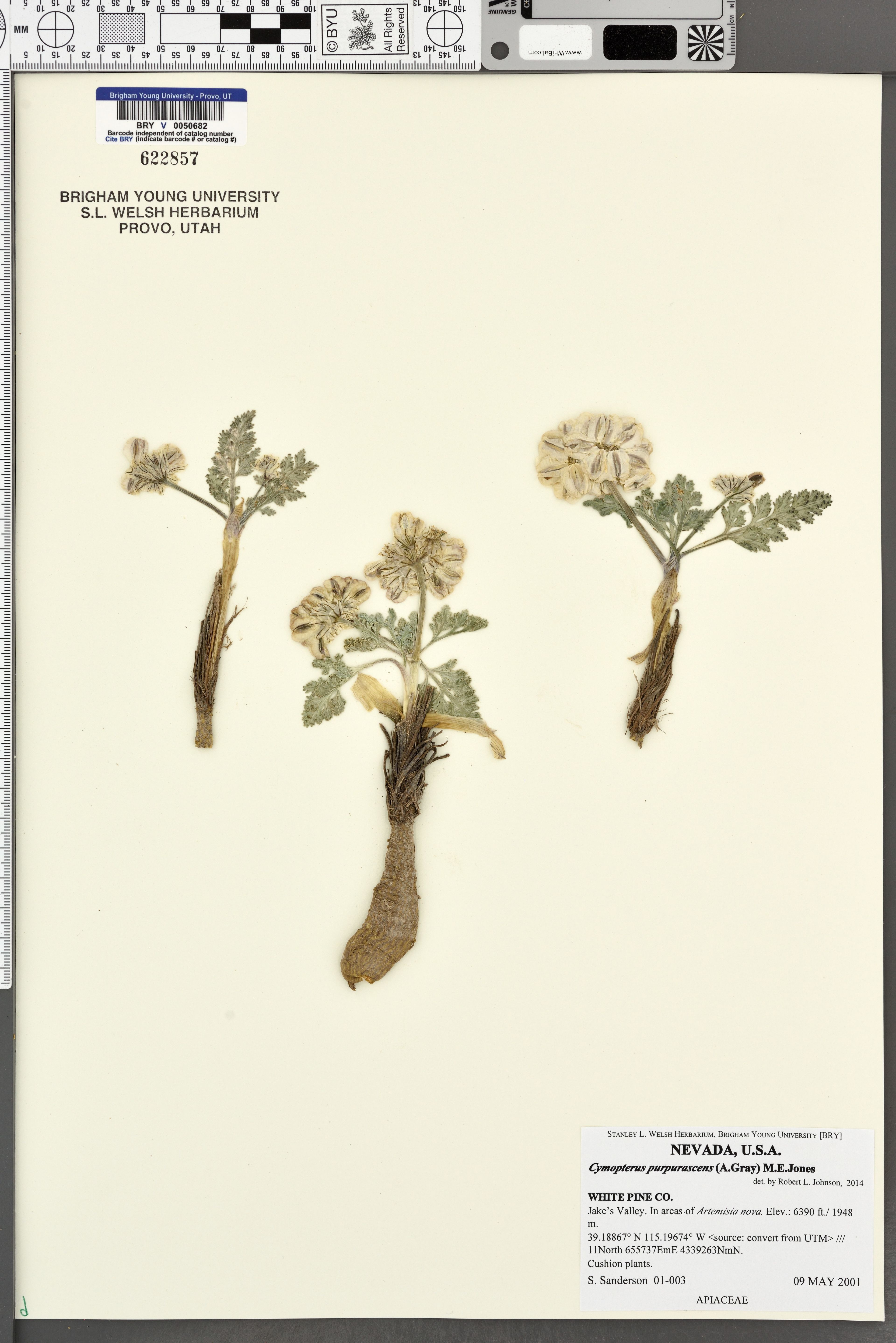 Cymopterus purpurascens - 54