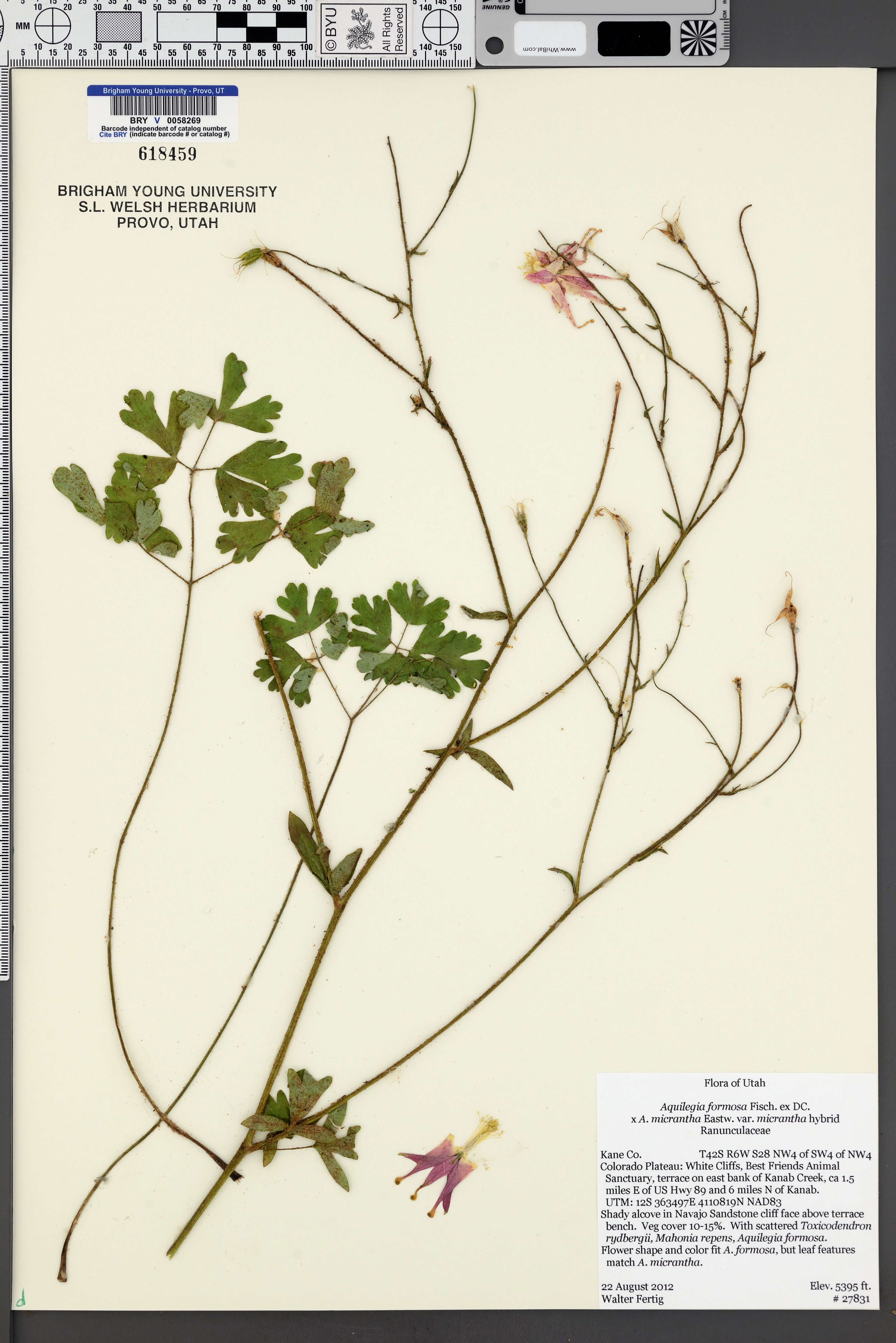 Aquilegia formosa - 30