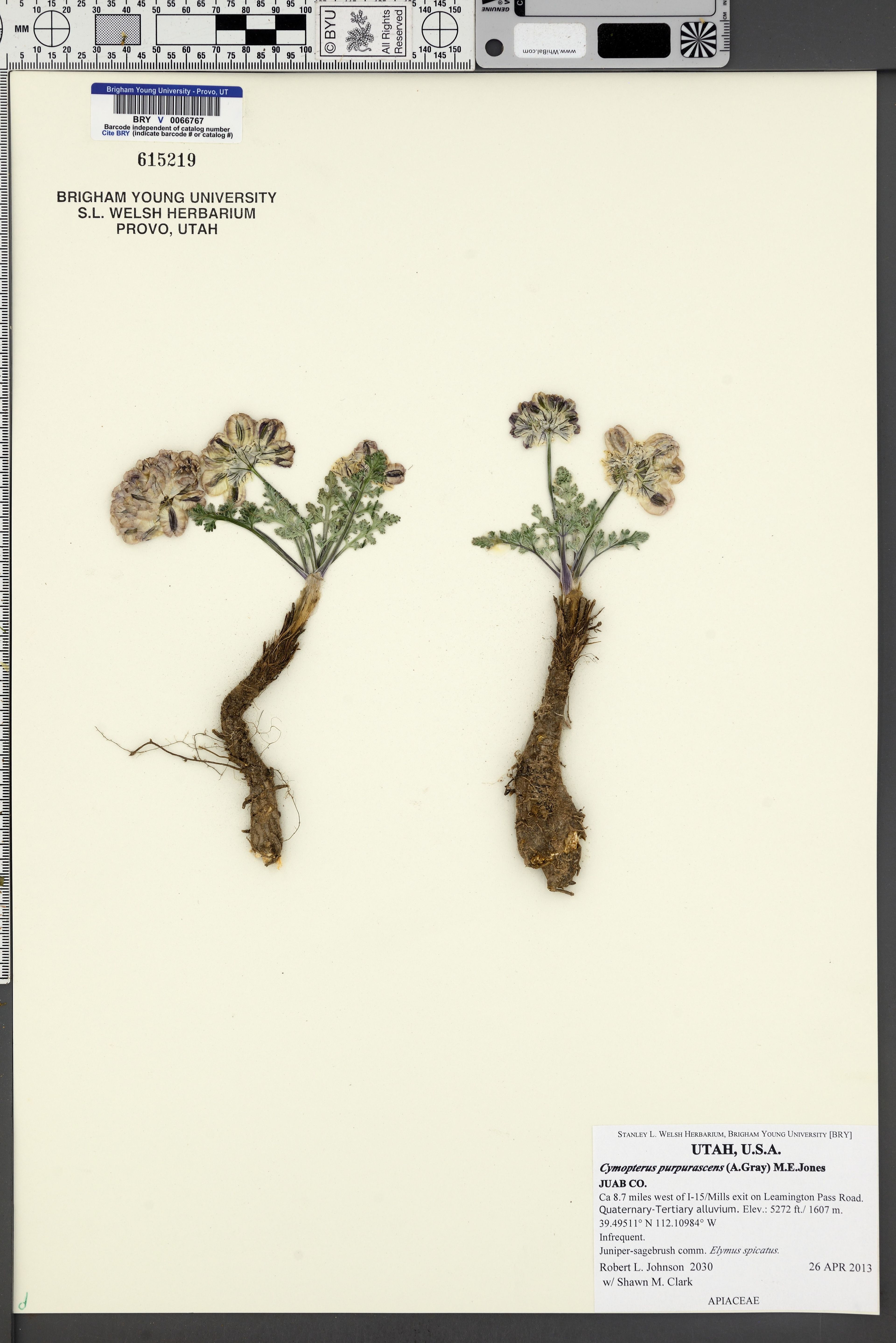 Cymopterus purpurascens - 17