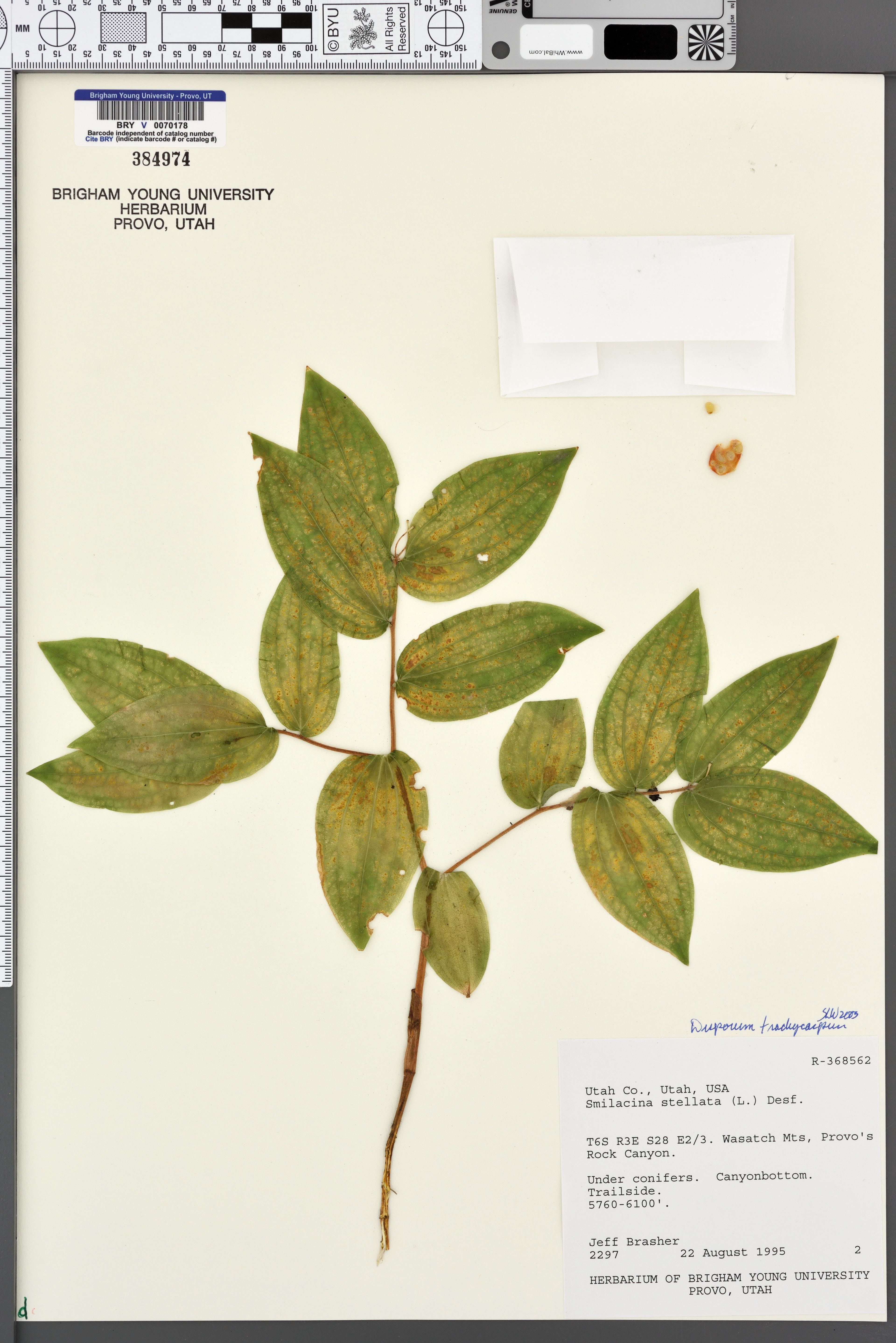 Disporum trachycarpum - 13