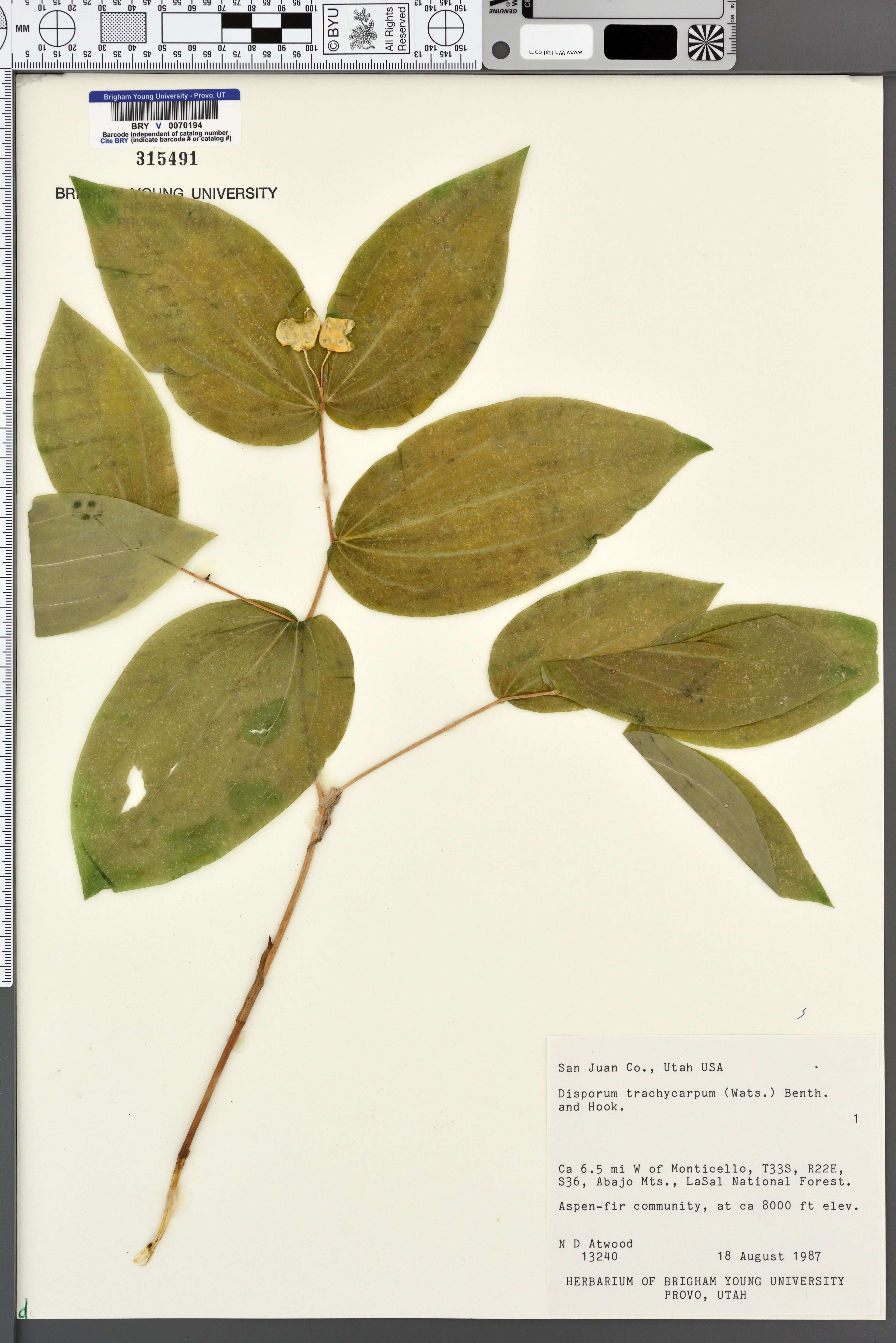Disporum trachycarpum - 4