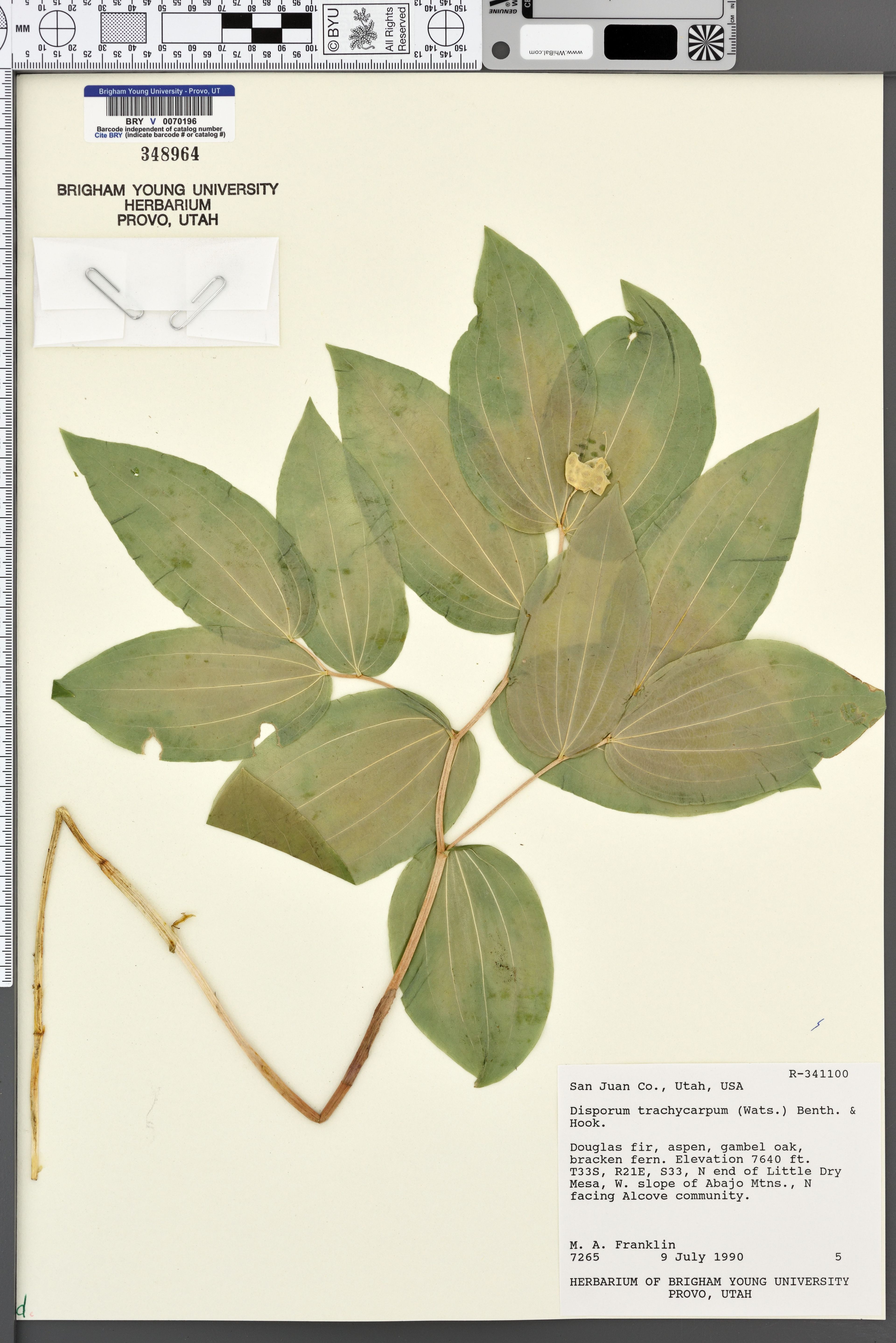 Disporum trachycarpum - 69