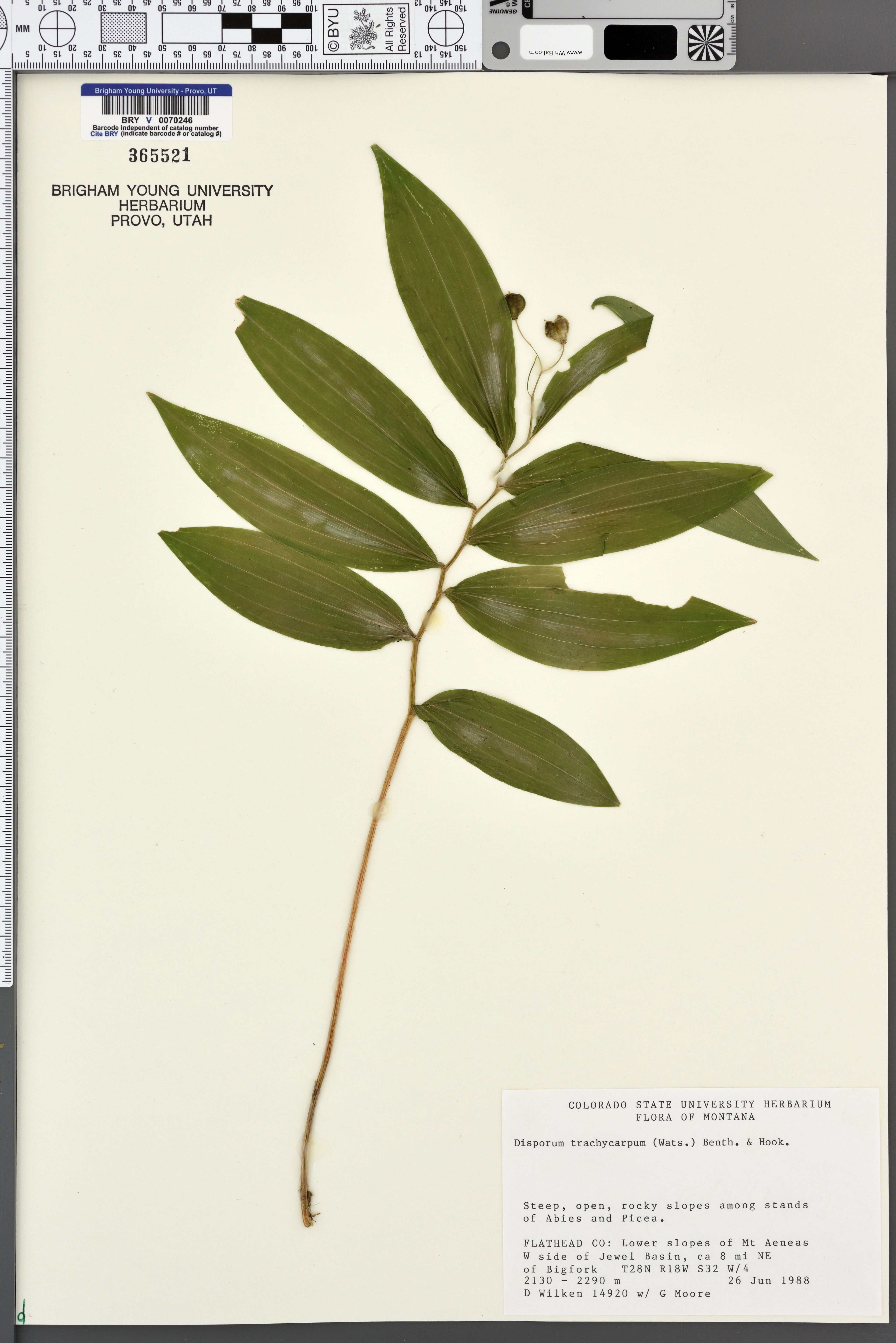 Disporum trachycarpum - 89