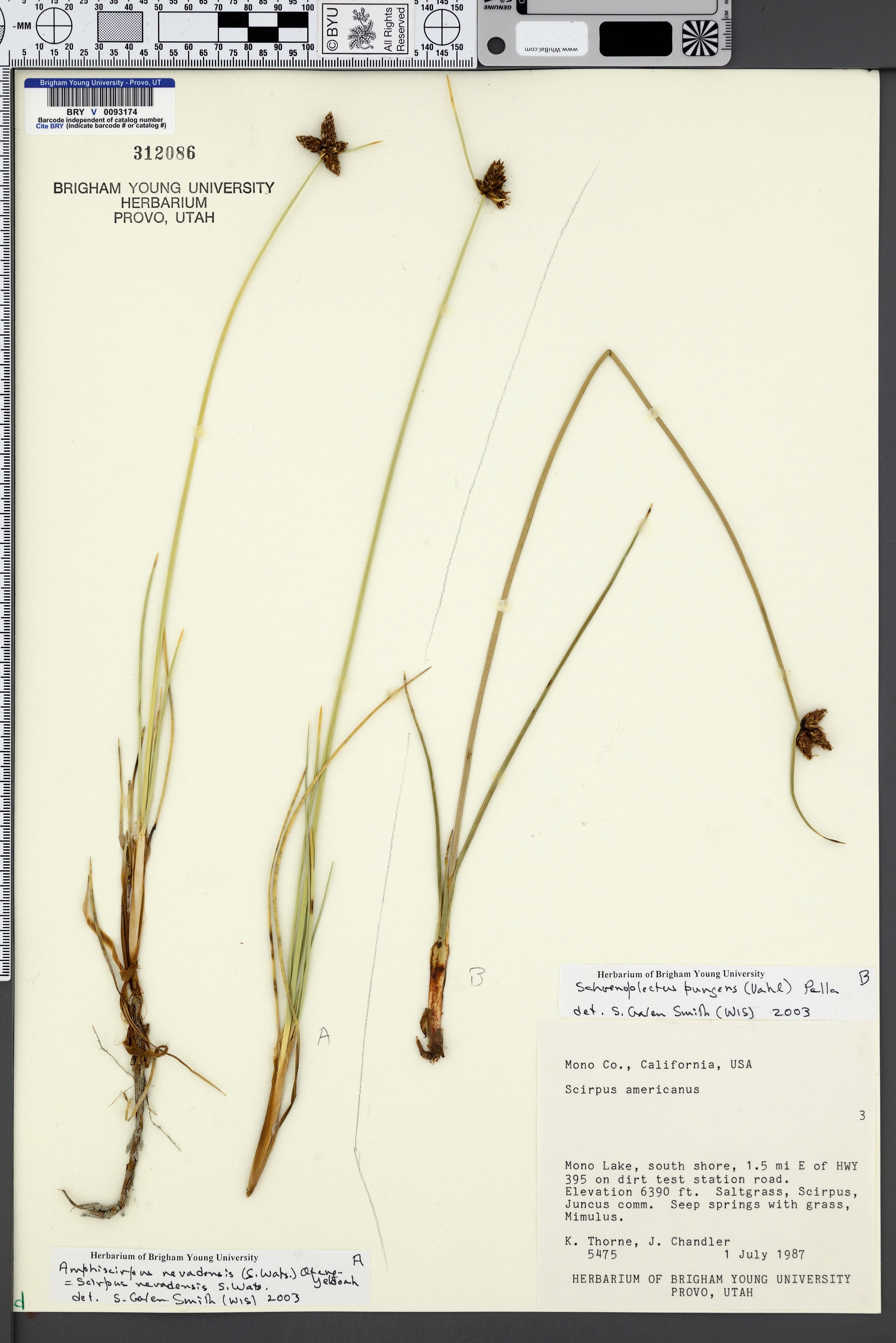 Scirpus nevadensis - 35